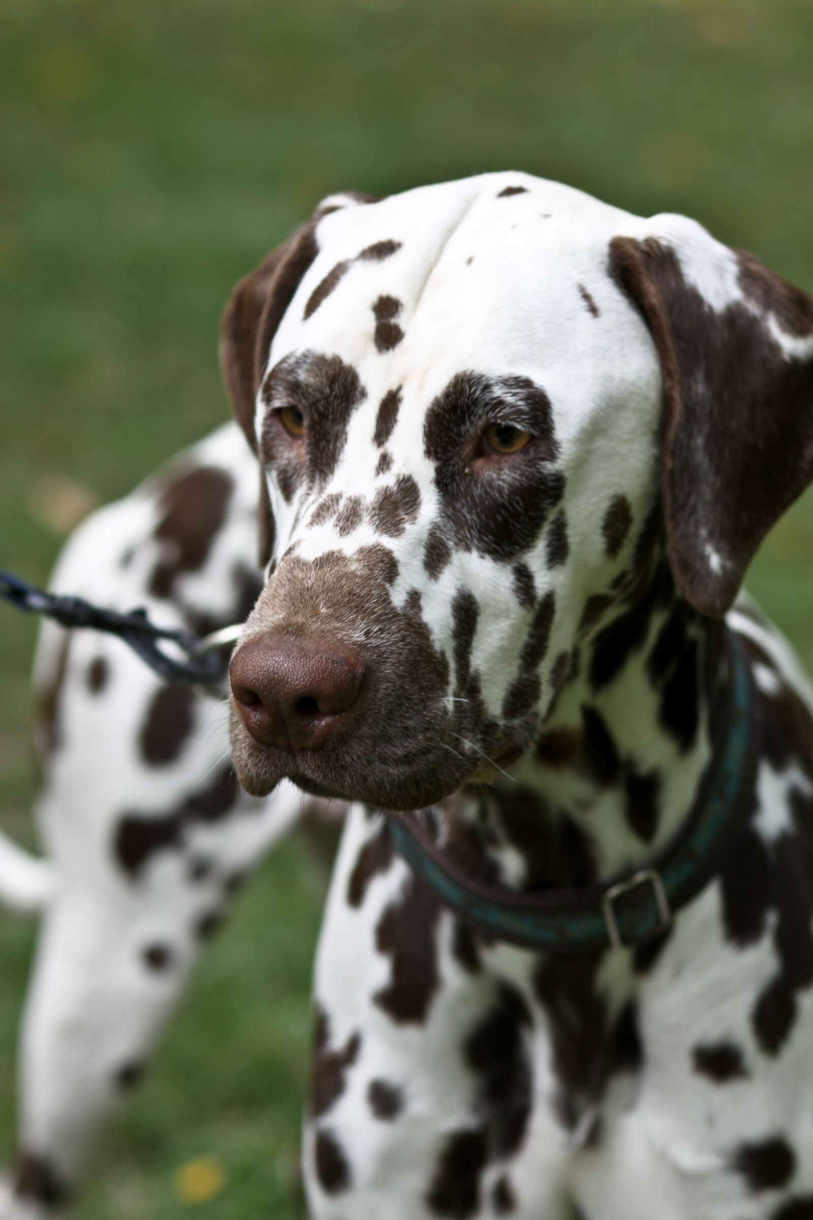Canon EOS 50D sample photo. Dog, ñejo dalmata, walk photography