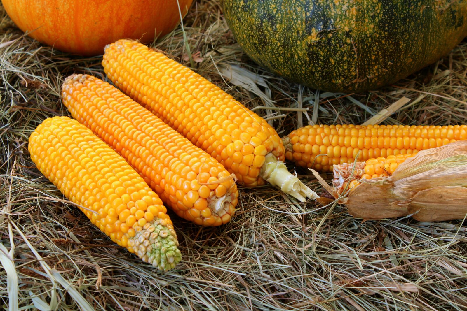 Canon EOS 1200D (EOS Rebel T5 / EOS Kiss X70 / EOS Hi) sample photo. Corn, vegetables, harvest photography