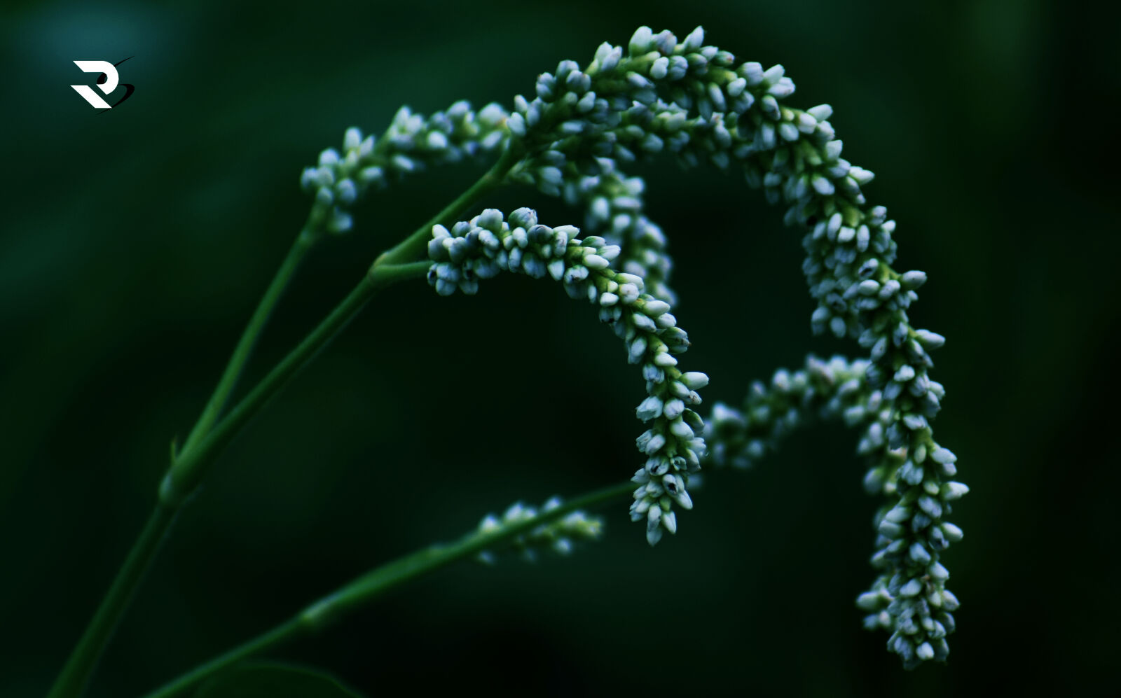 Nikon D3300 sample photo