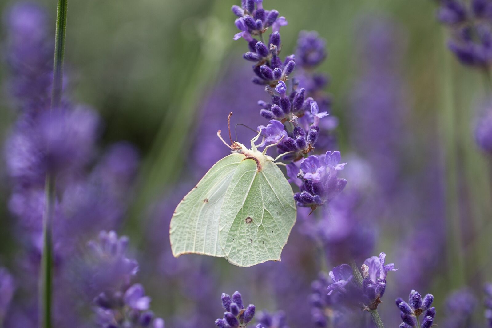 Canon EOS-1D Mark III + Canon EF 100mm F2.8L Macro IS USM sample photo. Gonepteryx rhamni, butterfly, lavender photography