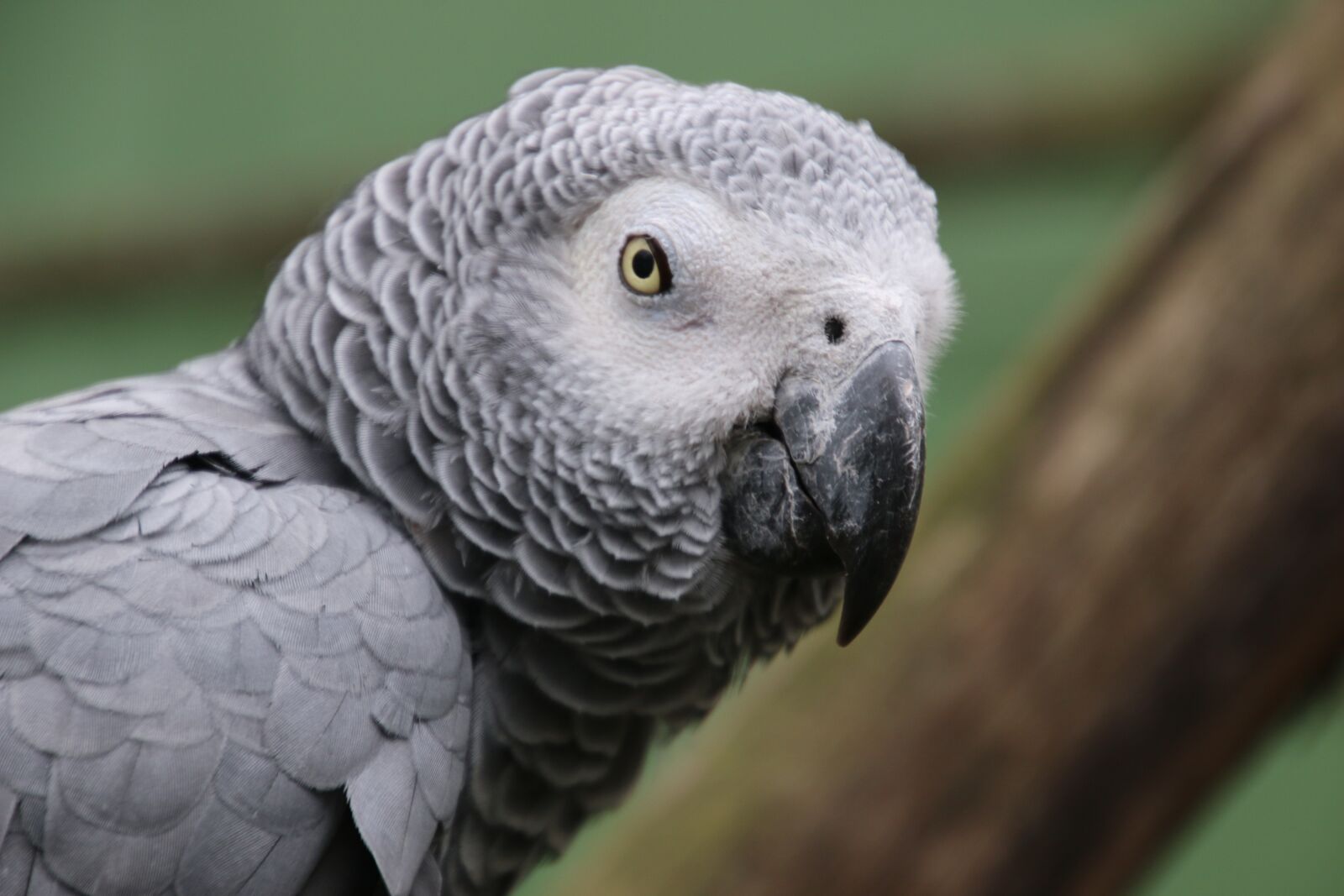 Canon EOS 70D sample photo. Parrot, ara, bird photography