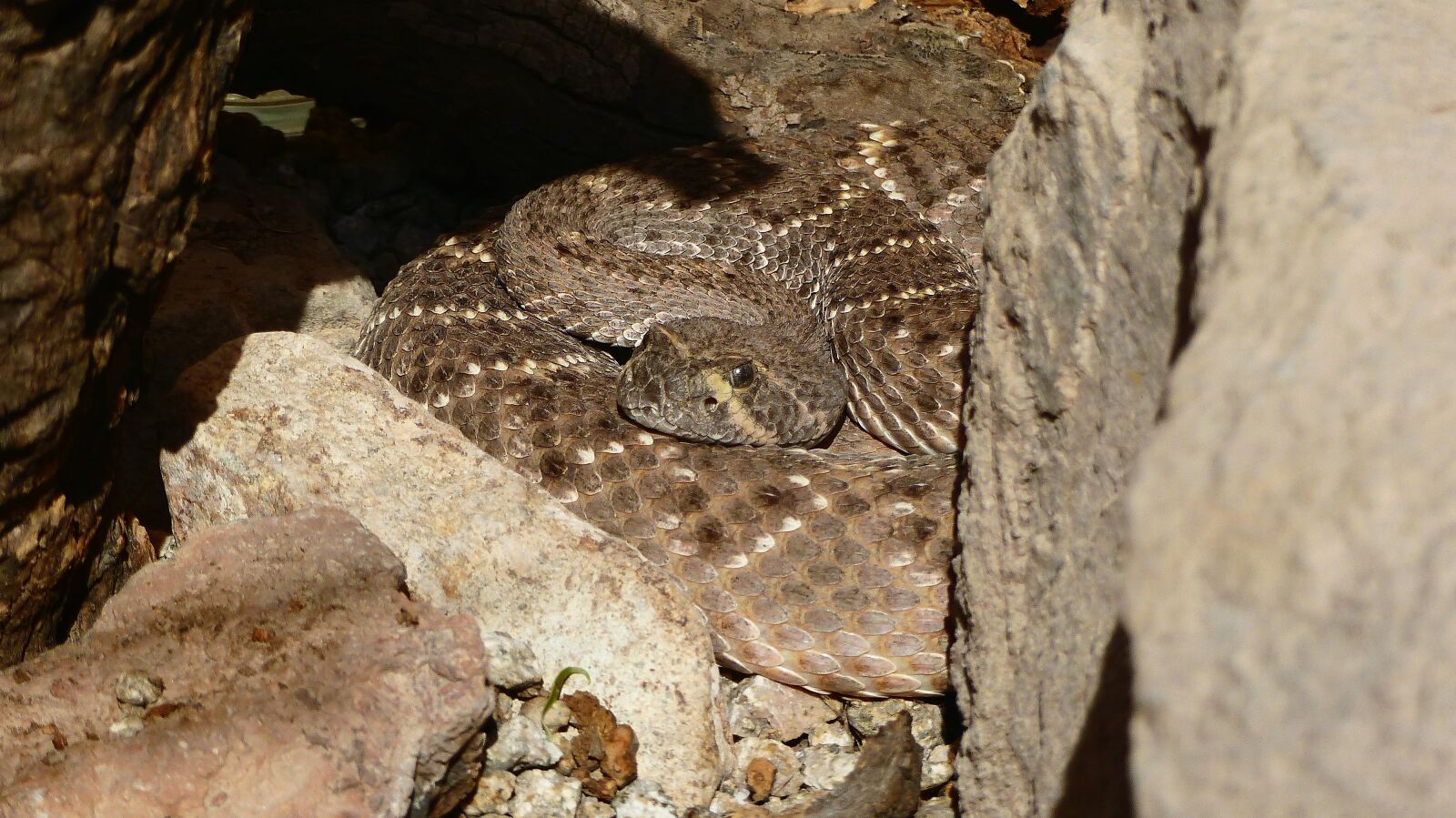 Panasonic Lumix DMC-FZ200 sample photo. Snake, animal, dangerous photography