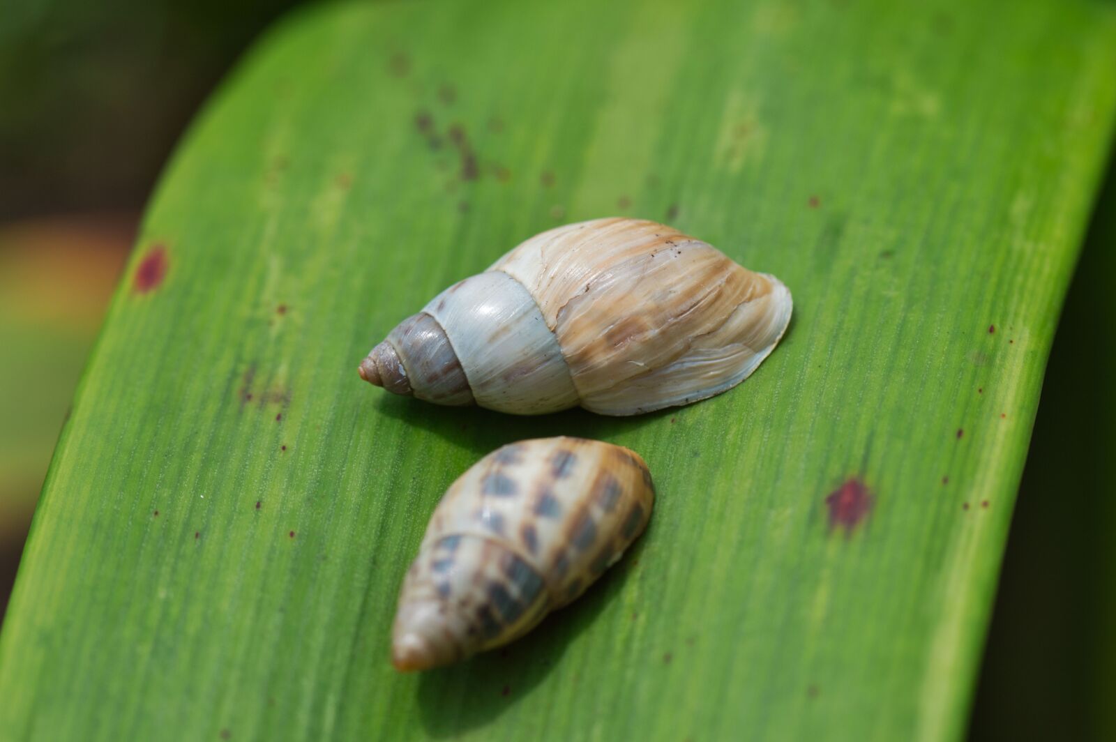 Nikon D3200 sample photo. Costa rica, land snails photography