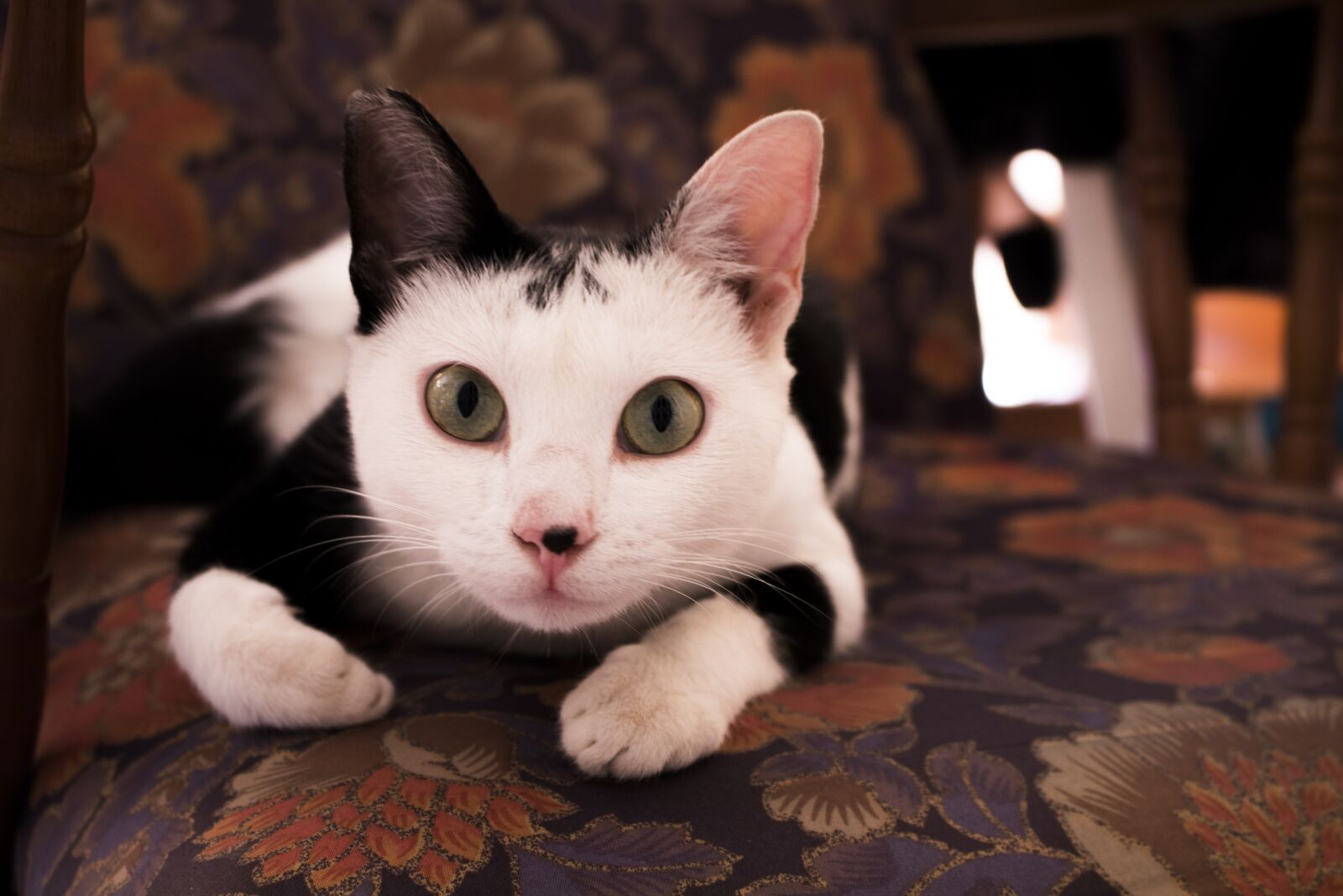 Canon EOS 80D sample photo. Cat, animal, animals photography