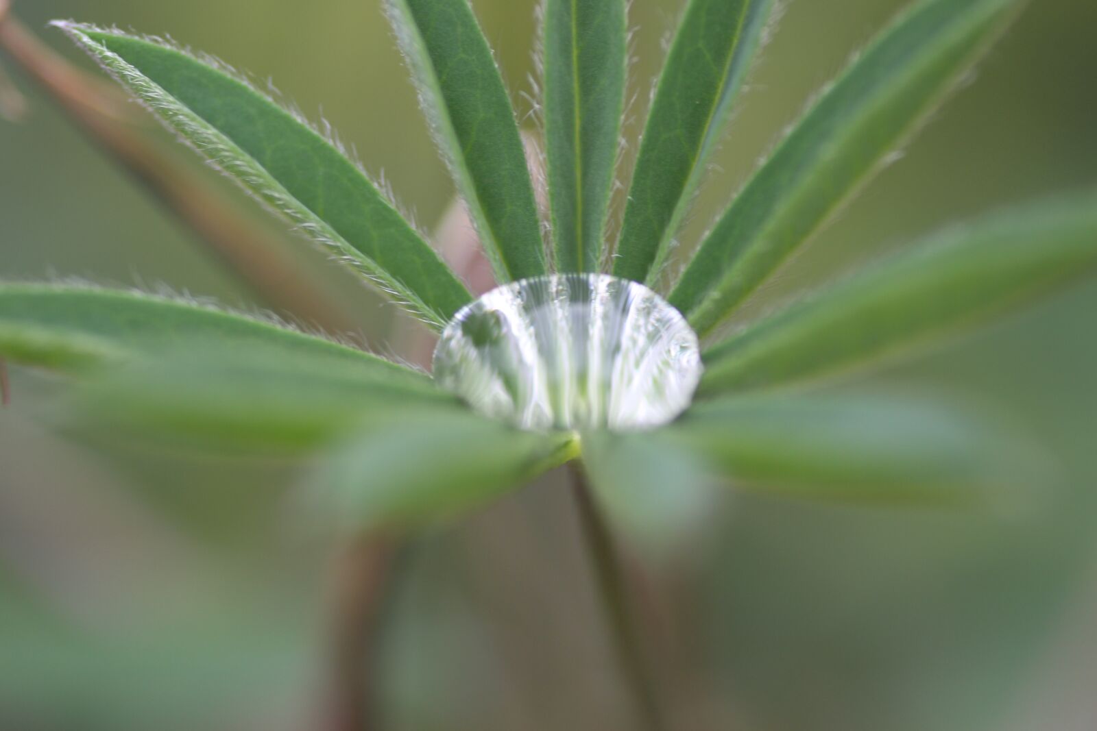Canon EOS 700D (EOS Rebel T5i / EOS Kiss X7i) sample photo. Water, droplet, drop photography