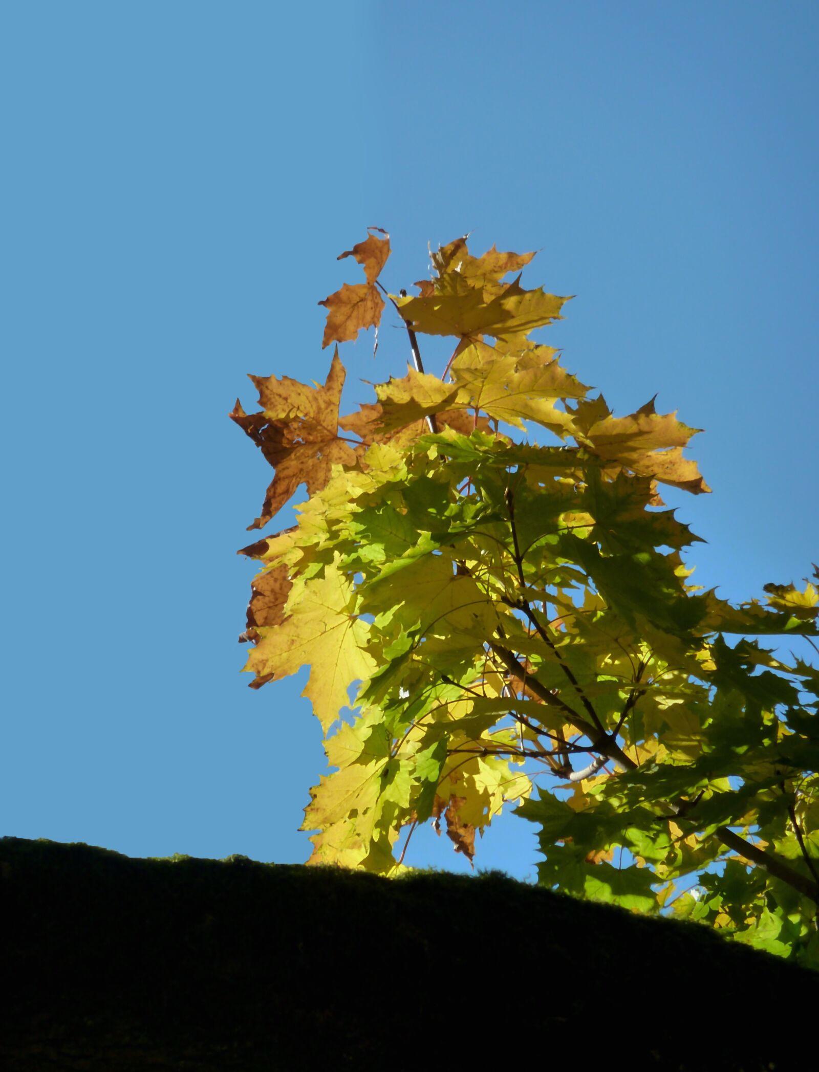 Panasonic DMC-TZ7 sample photo. Autumn, autumn leaf, leaf photography