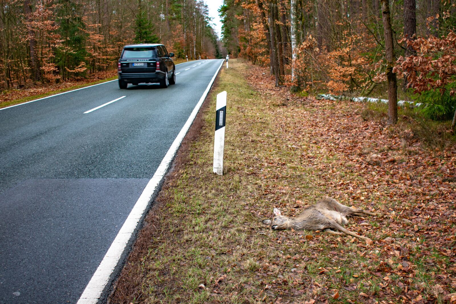 Nikon D3400 sample photo. Prudence, nature, forests photography