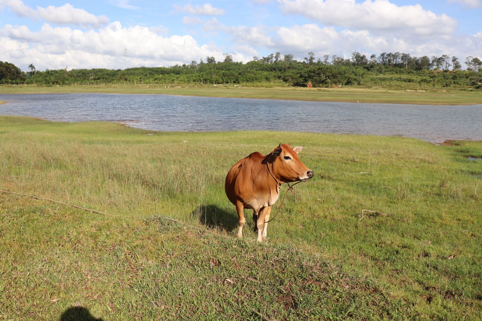 Canon EF-S 18-55mm F4-5.6 IS STM sample photo. Cow, wetlands, outdoor photography