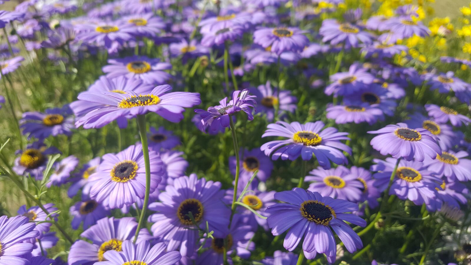 Samsung GALAXY S6 edge sample photo. Flowers, beautiful, sunshine photography