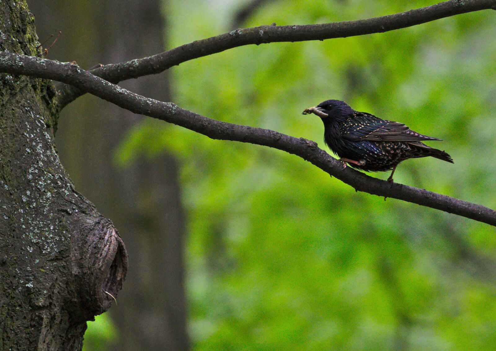 Sony FE 70-300mm F4.5-5.6 G OSS sample photo. Star, sparrow bird, worm photography