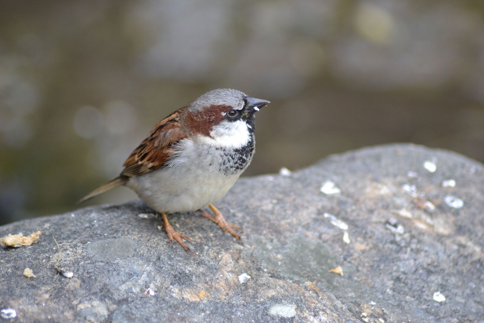 Nikon D3100 sample photo. Close up, bird, sparrow photography