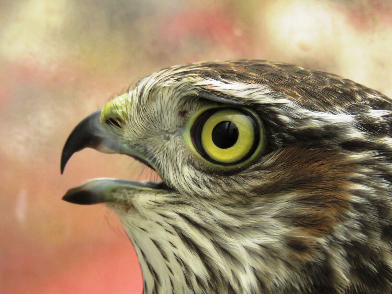 Canon PowerShot SX60 HS sample photo. Sperber, bird of prey photography