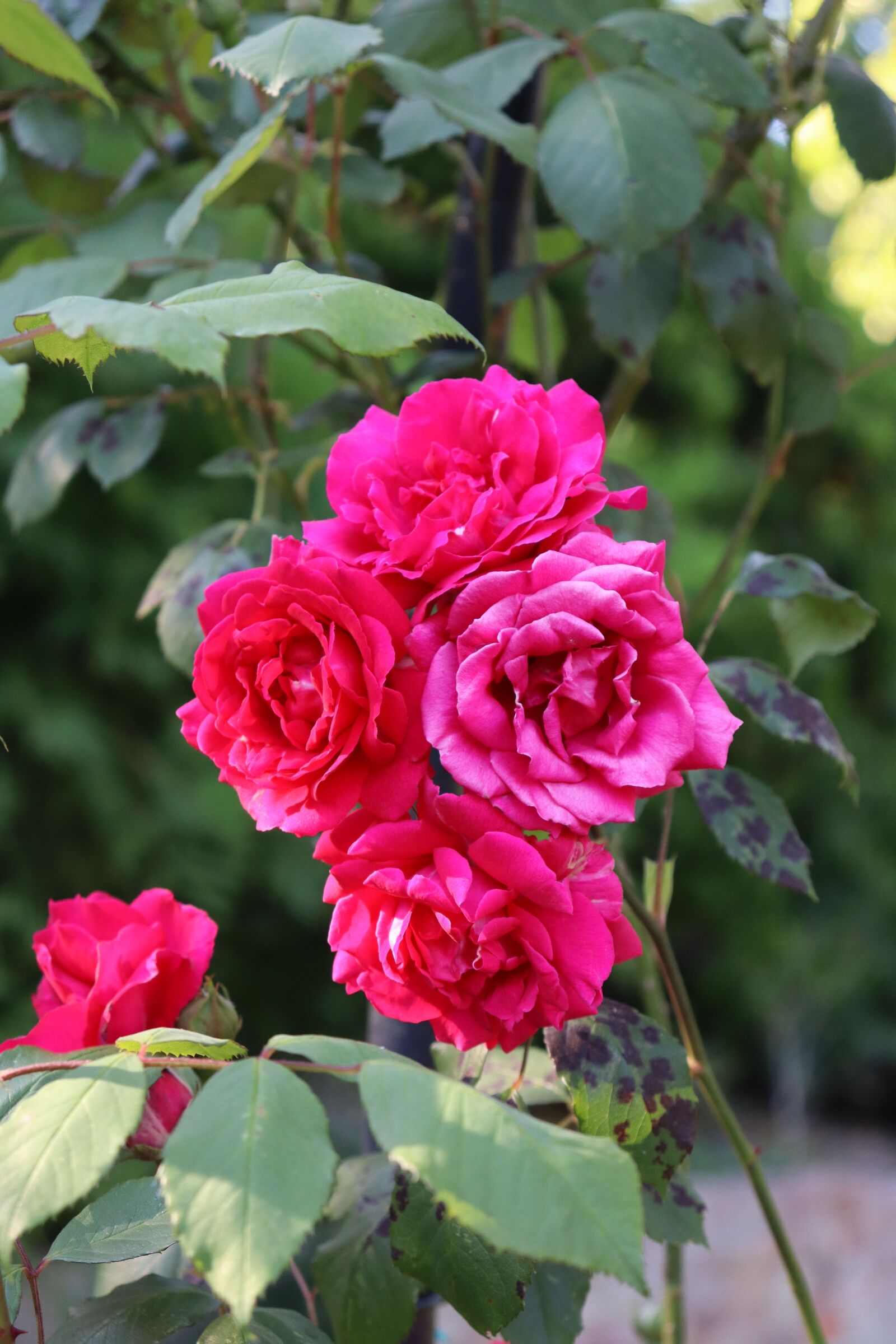 Canon EOS 250D (EOS Rebel SL3 / EOS Kiss X10 / EOS 200D II) sample photo. Rose, plant, flower photography