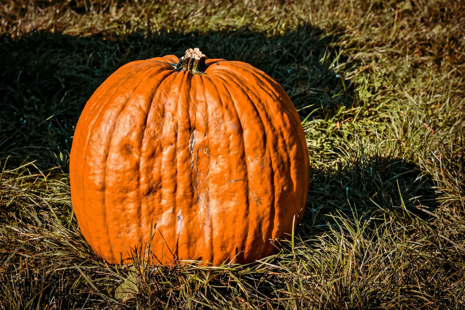 Nikon D7200 sample photo. Pumpkin, fruit, autumn photography
