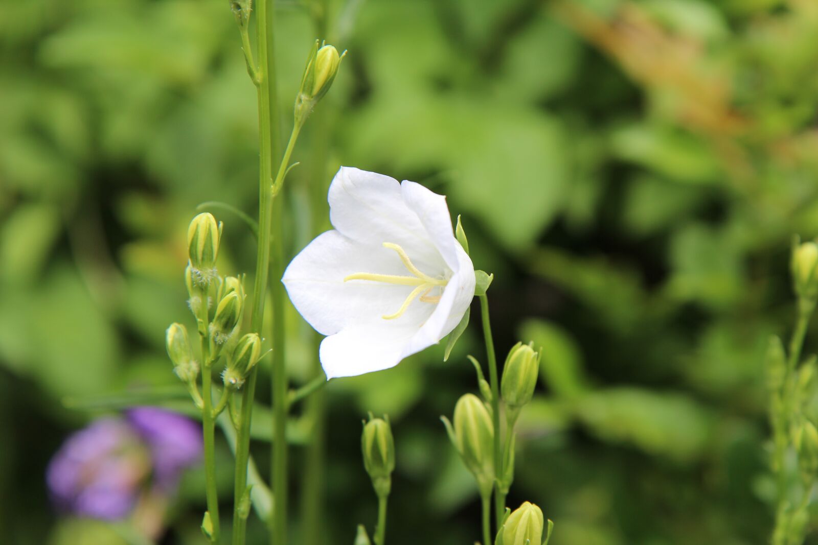 Canon EOS 600D (Rebel EOS T3i / EOS Kiss X5) sample photo. White flower, perennial, white photography