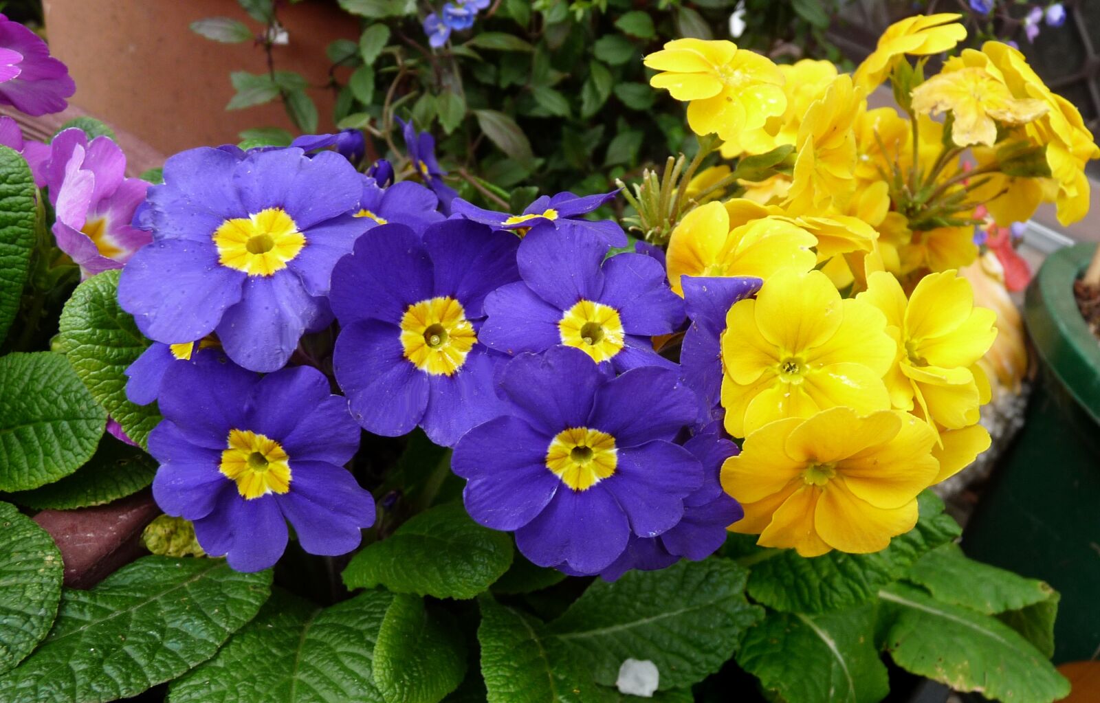 Panasonic Lumix DMC-FZ28 sample photo. Primrose, purple, yellow photography