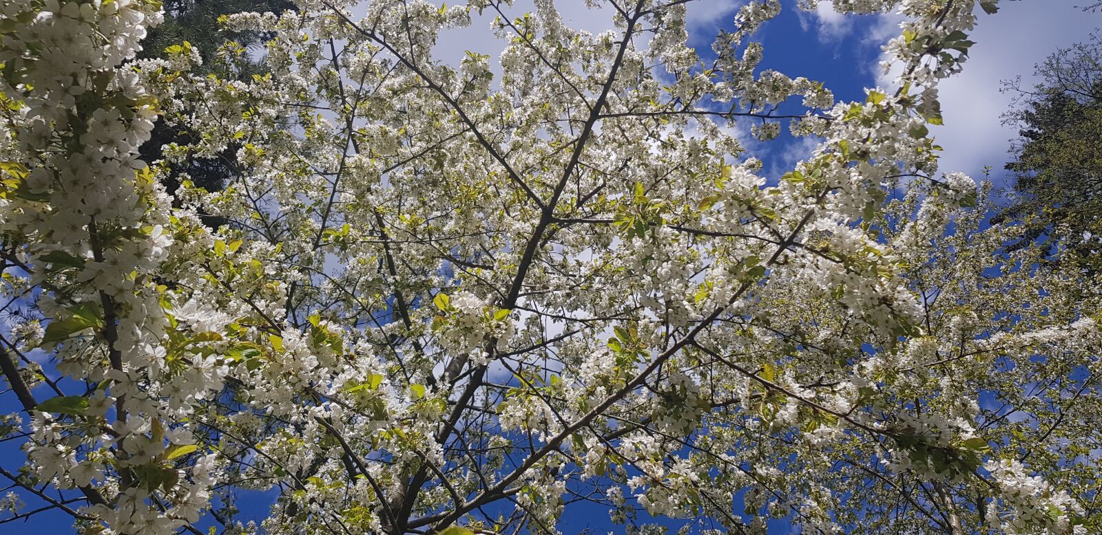 Samsung Galaxy S8 sample photo. Tree, sky, nature photography