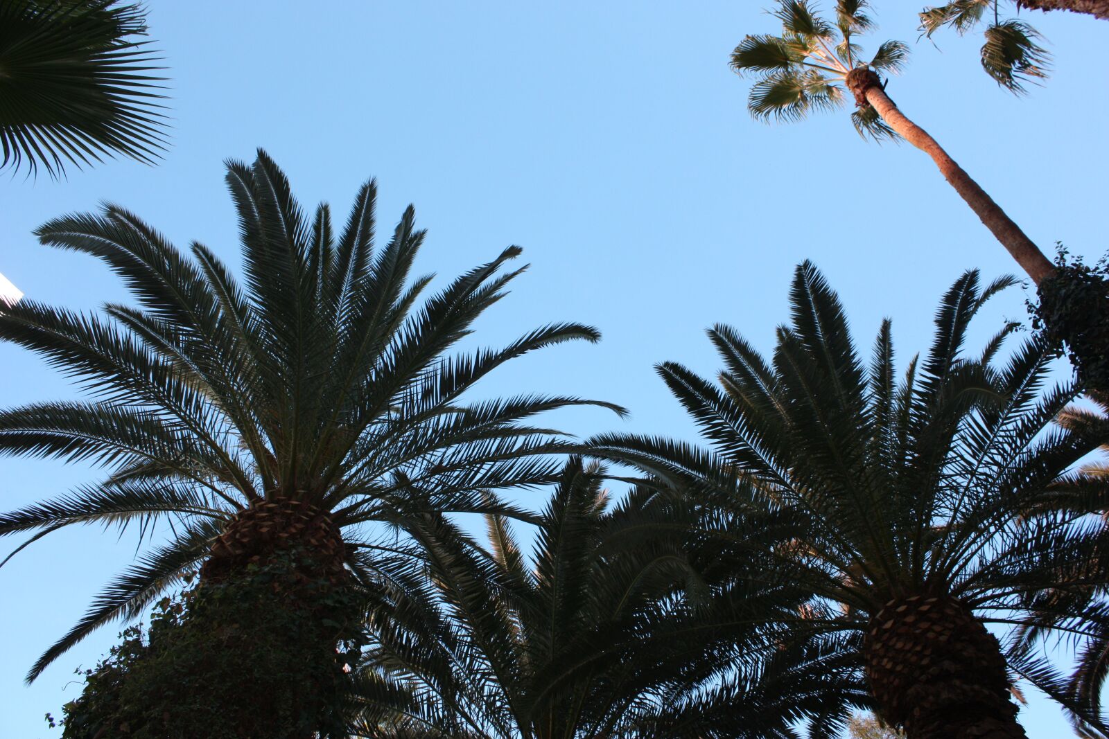 Canon EOS 450D (EOS Rebel XSi / EOS Kiss X2) sample photo. Sky, palm trees, cloud photography