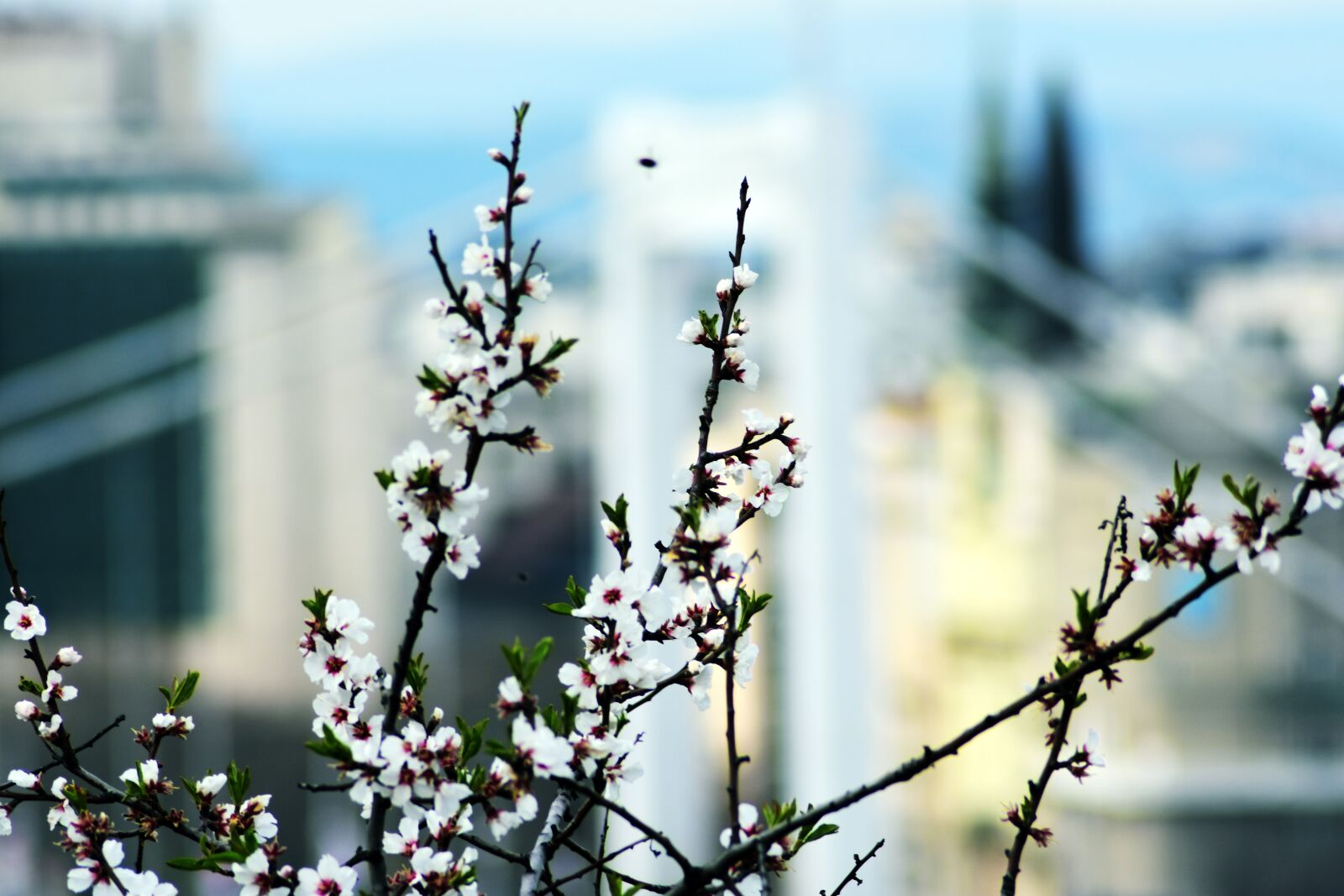 Nikon D3400 sample photo. Flower, wood, cherry photography
