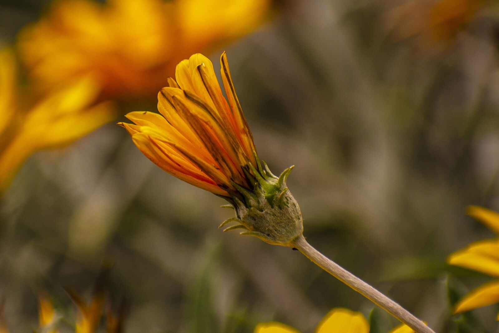 Nikon D600 sample photo. Flower, nature, spring photography