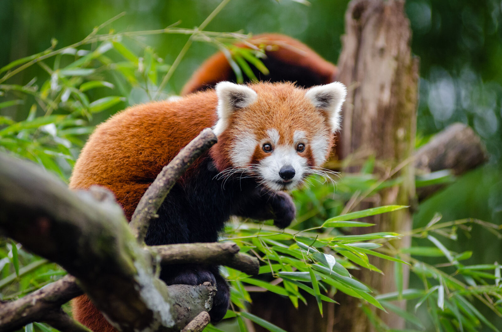 AF Zoom-Nikkor 80-200mm f/2.8 ED sample photo. Orange, black, animal, on photography
