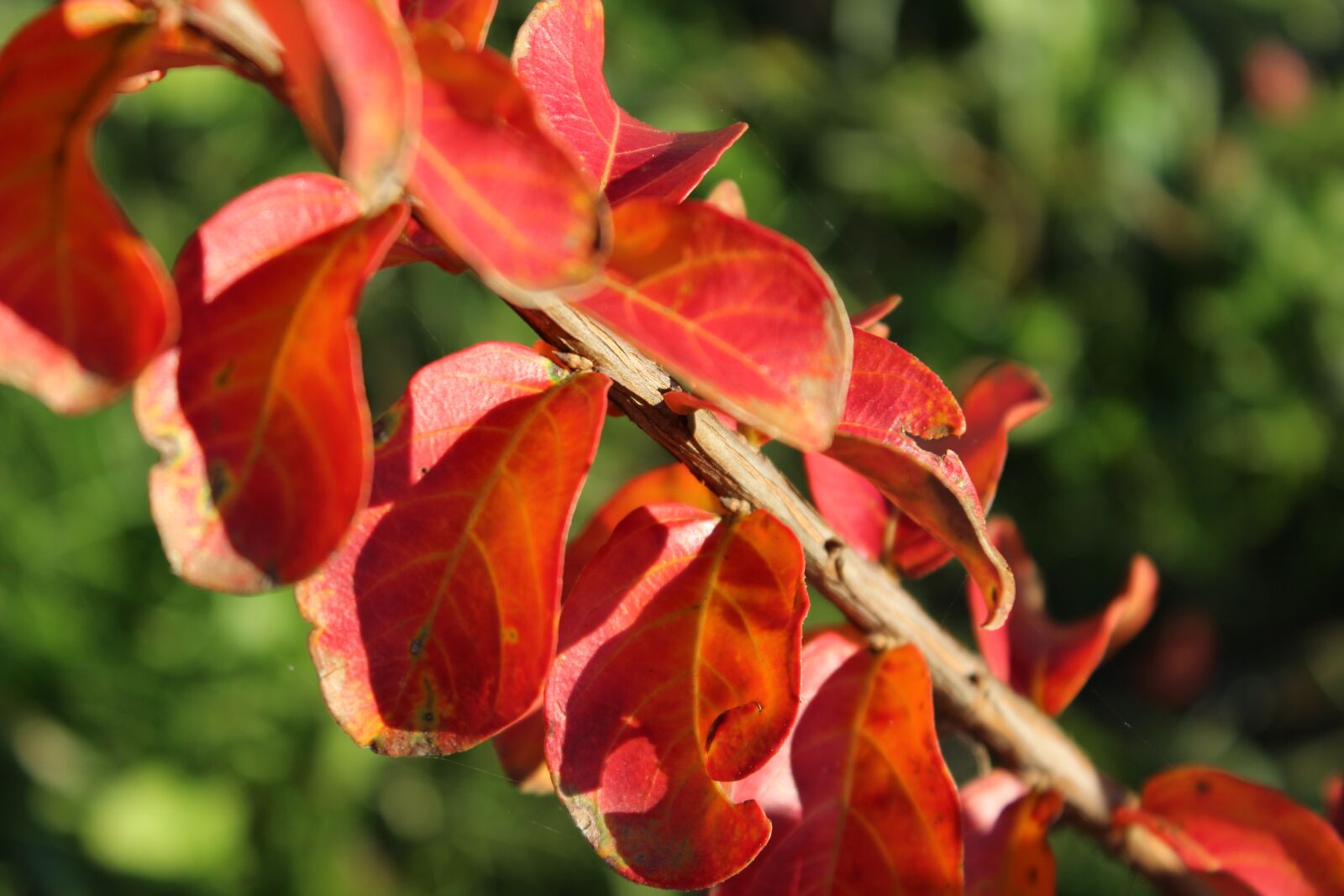 Canon EOS 600D (Rebel EOS T3i / EOS Kiss X5) sample photo. Autumn, nature, botany photography