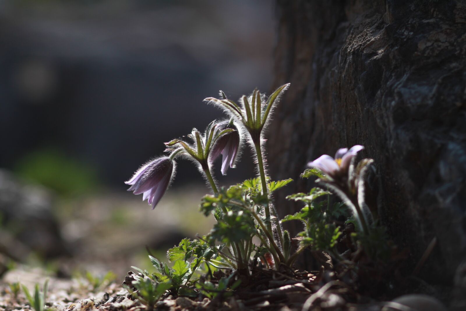 Canon EOS 500D (EOS Rebel T1i / EOS Kiss X3) sample photo. Nature, plants, outdoors photography