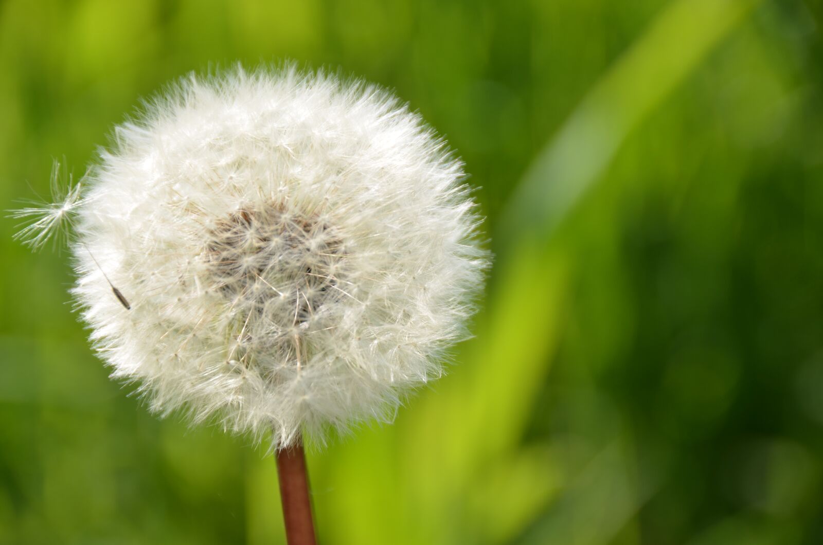 Nikon D7000 sample photo. Dandelion, nature, flower photography
