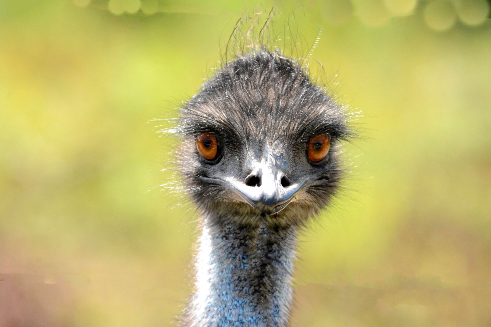 Nikon D7100 sample photo. Emu, animal, wildlife photography