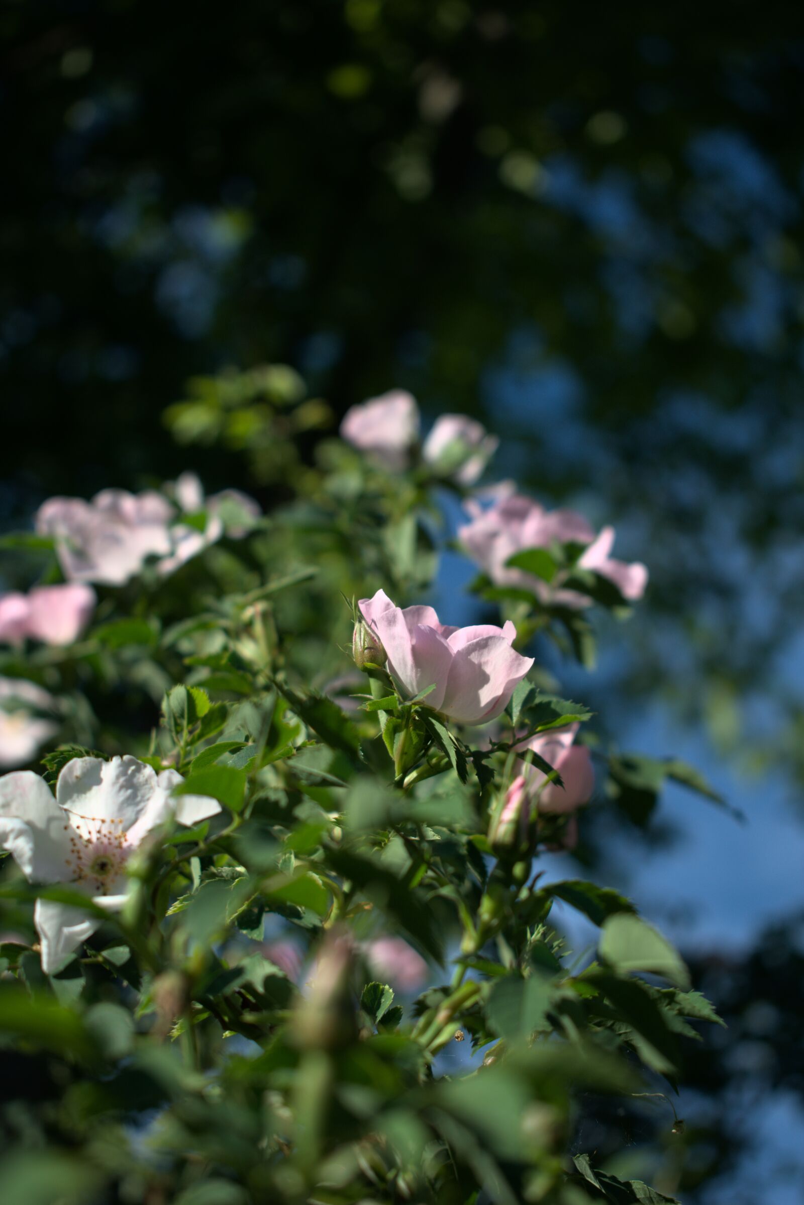 Nikon D3400 sample photo. Rose, flower, spring photography