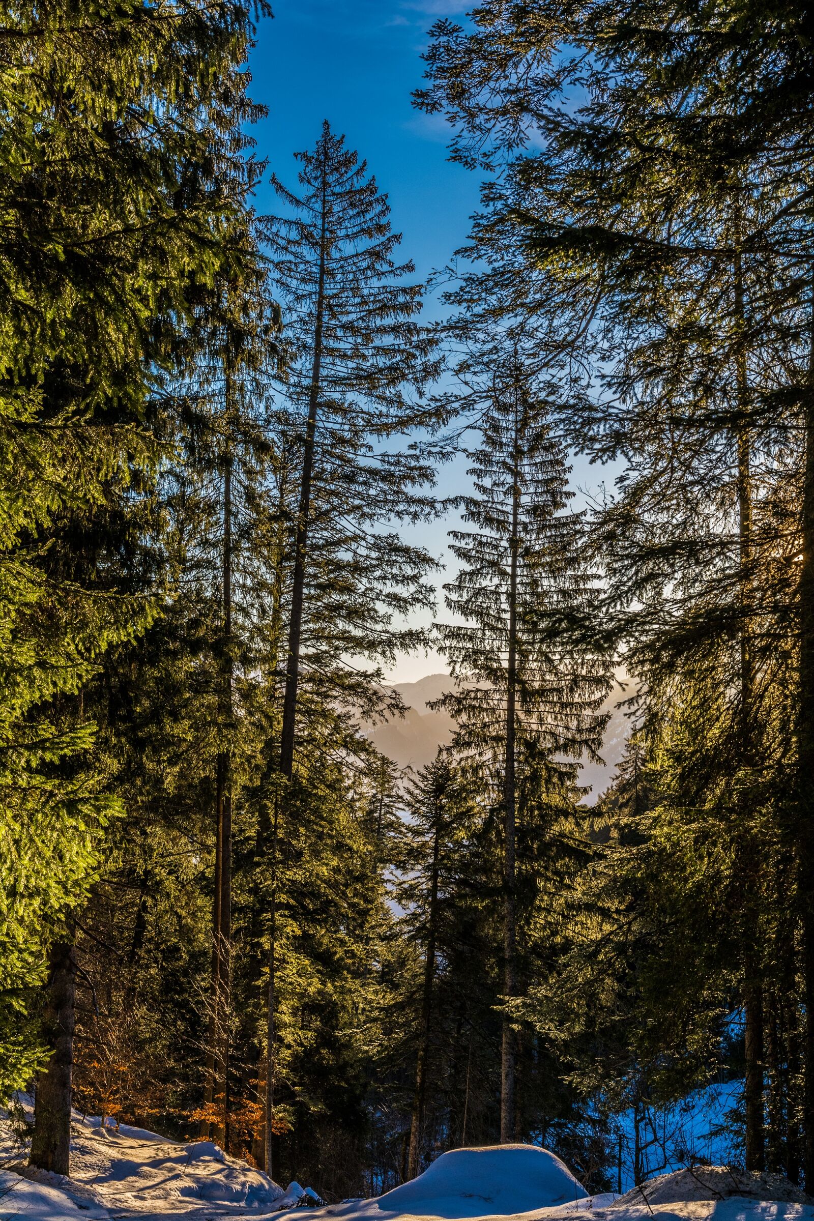 Nikon D7100 sample photo. Landscape, winter, trees photography