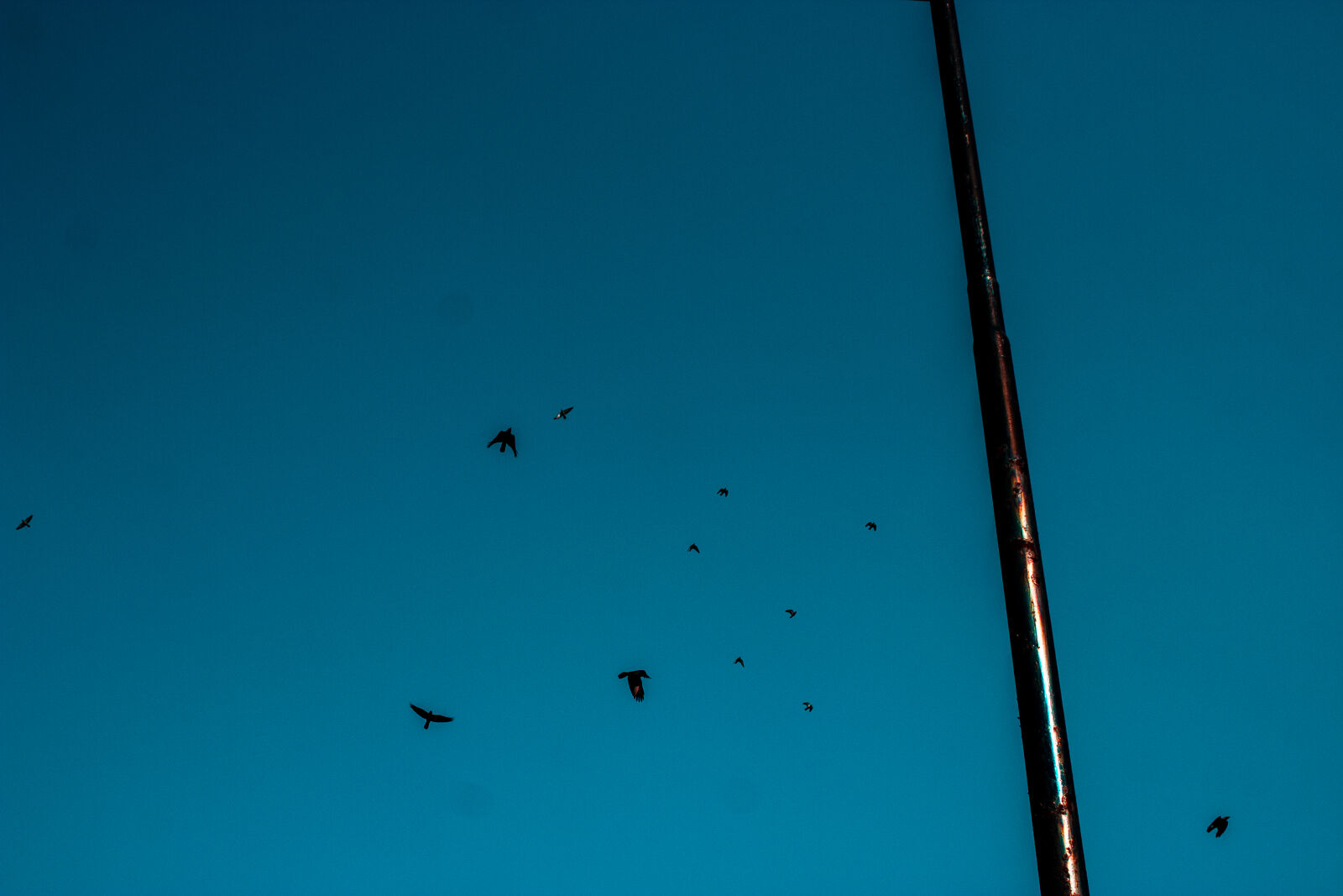 Canon EOS 600D (Rebel EOS T3i / EOS Kiss X5) sample photo. Birds, blue, bluesky, pole photography