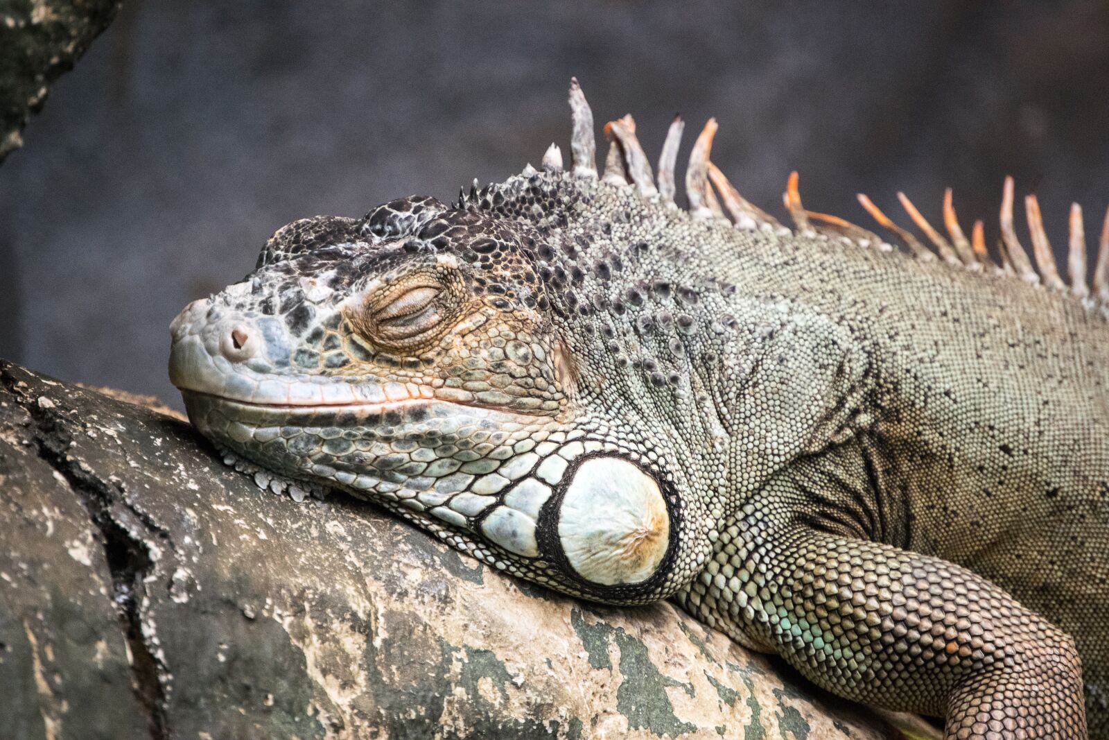 Nikon D3300 sample photo. Iguana, reptile, lizard photography