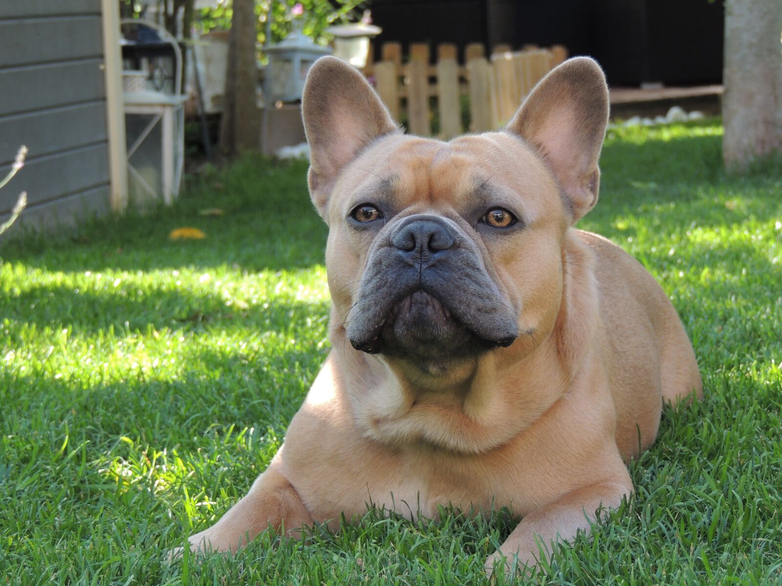Nikon Coolpix P510 sample photo. Dog, animal, friend photography