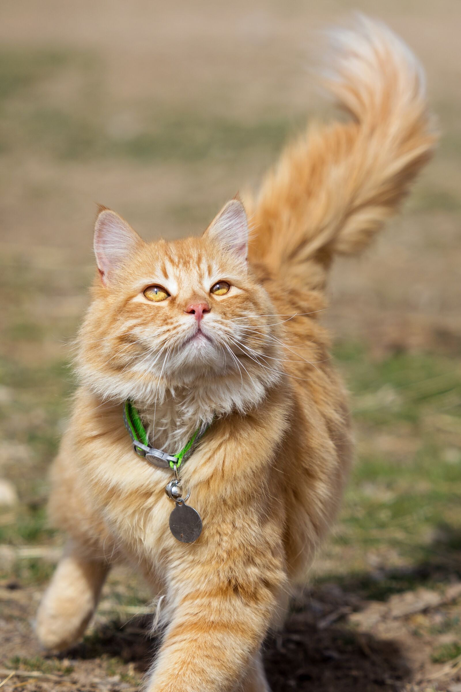 Nikon D7200 sample photo. Animal, cute, cat photography