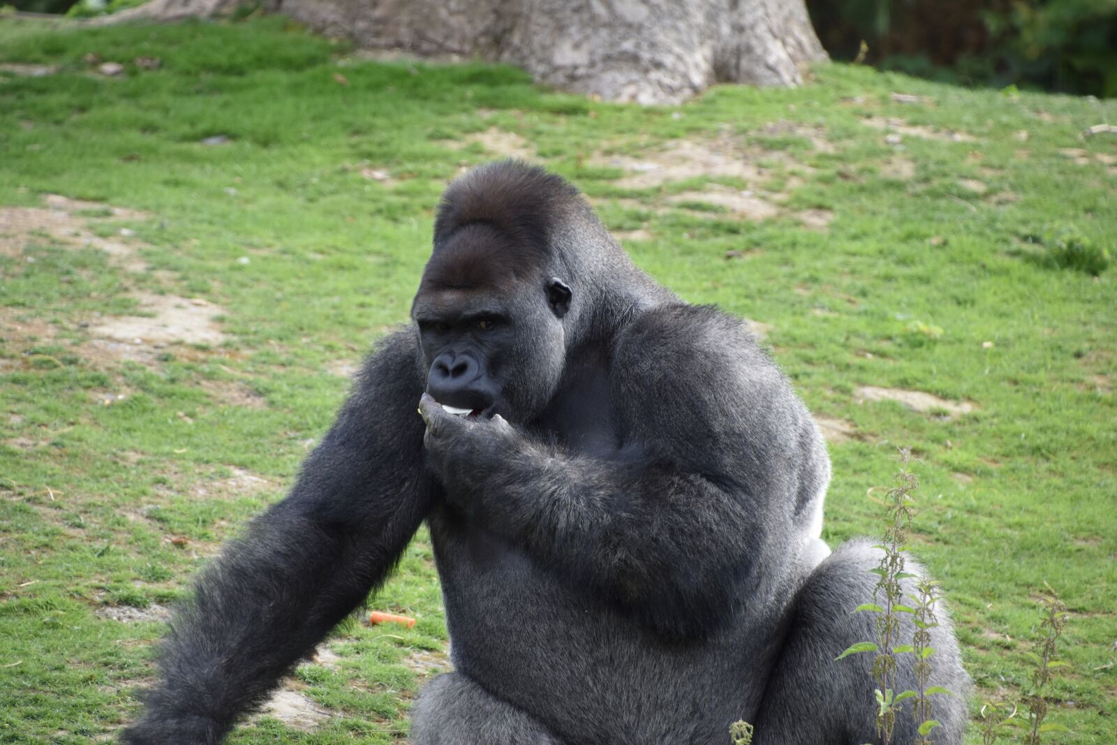 Nikon D5600 sample photo. Gorilla, monkey, portrait photography