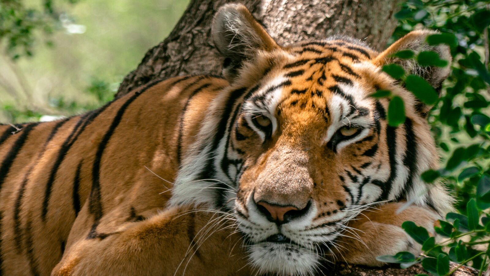 Panasonic Lumix DMC-FZ300 sample photo. Tiger, relax, nature photography