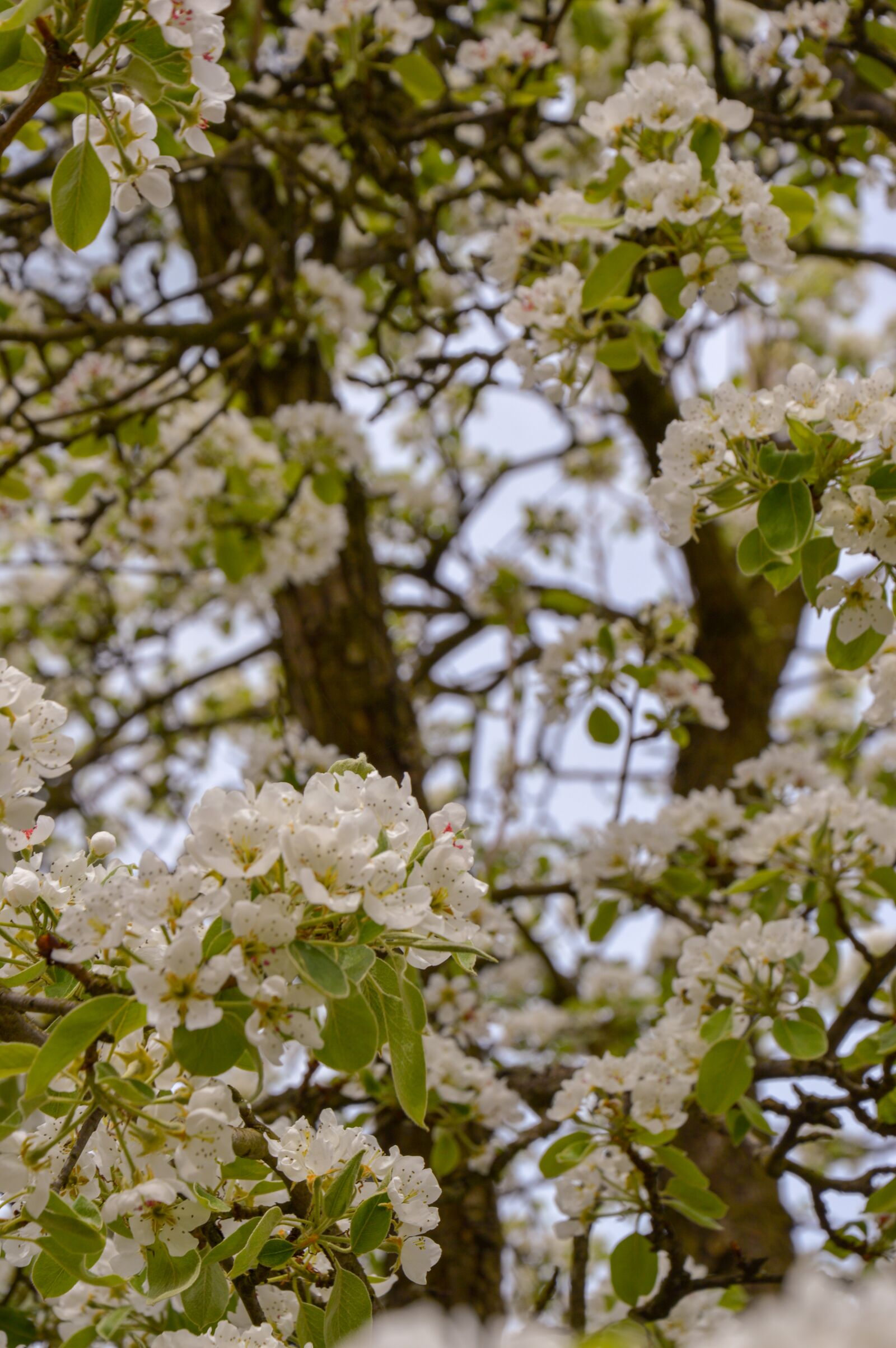 Nikon D3200 sample photo. Pear tree, flower, sad photography