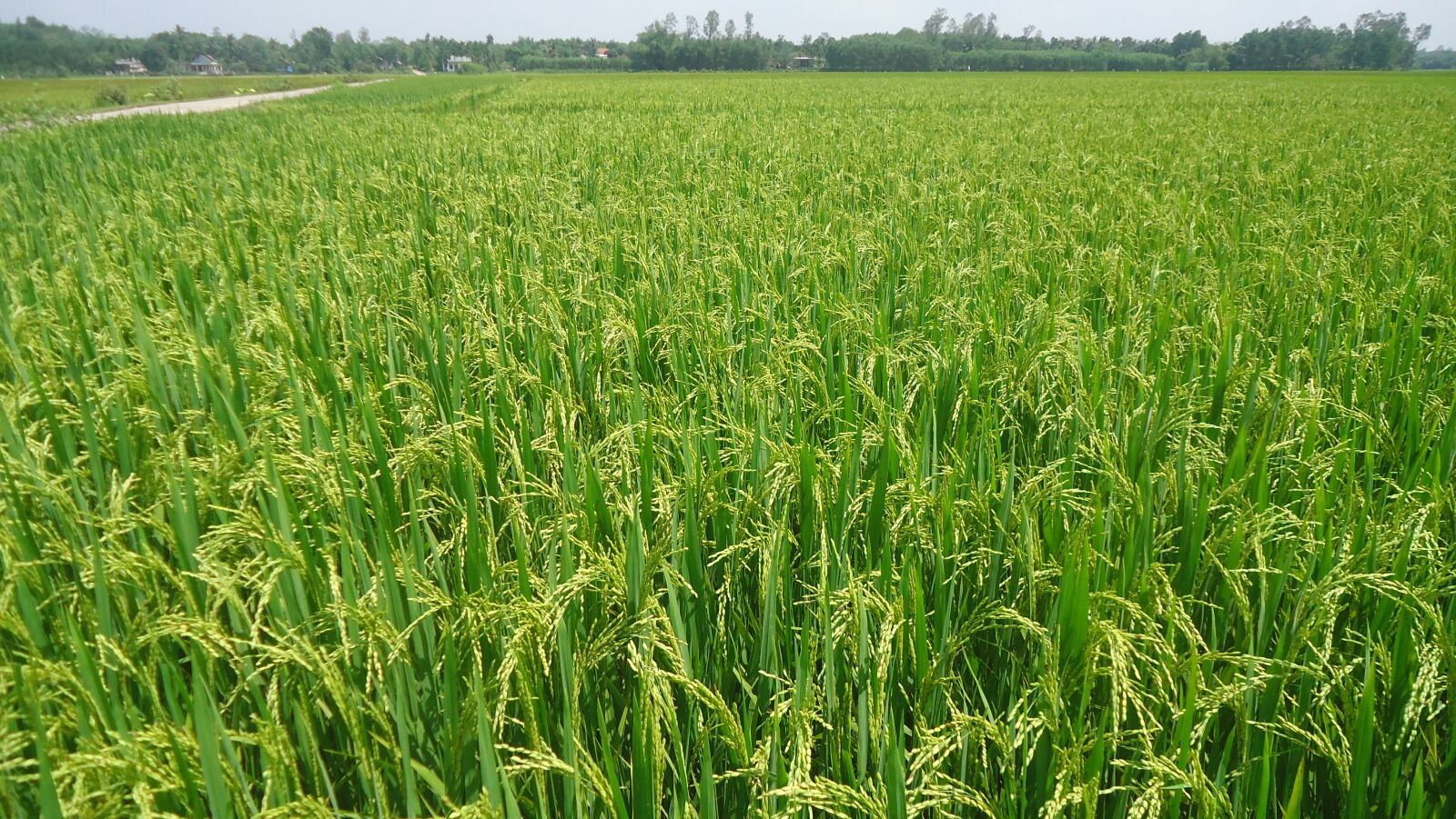 Sony Cyber-shot DSC-W530 sample photo. Organic rice, silk, rice photography