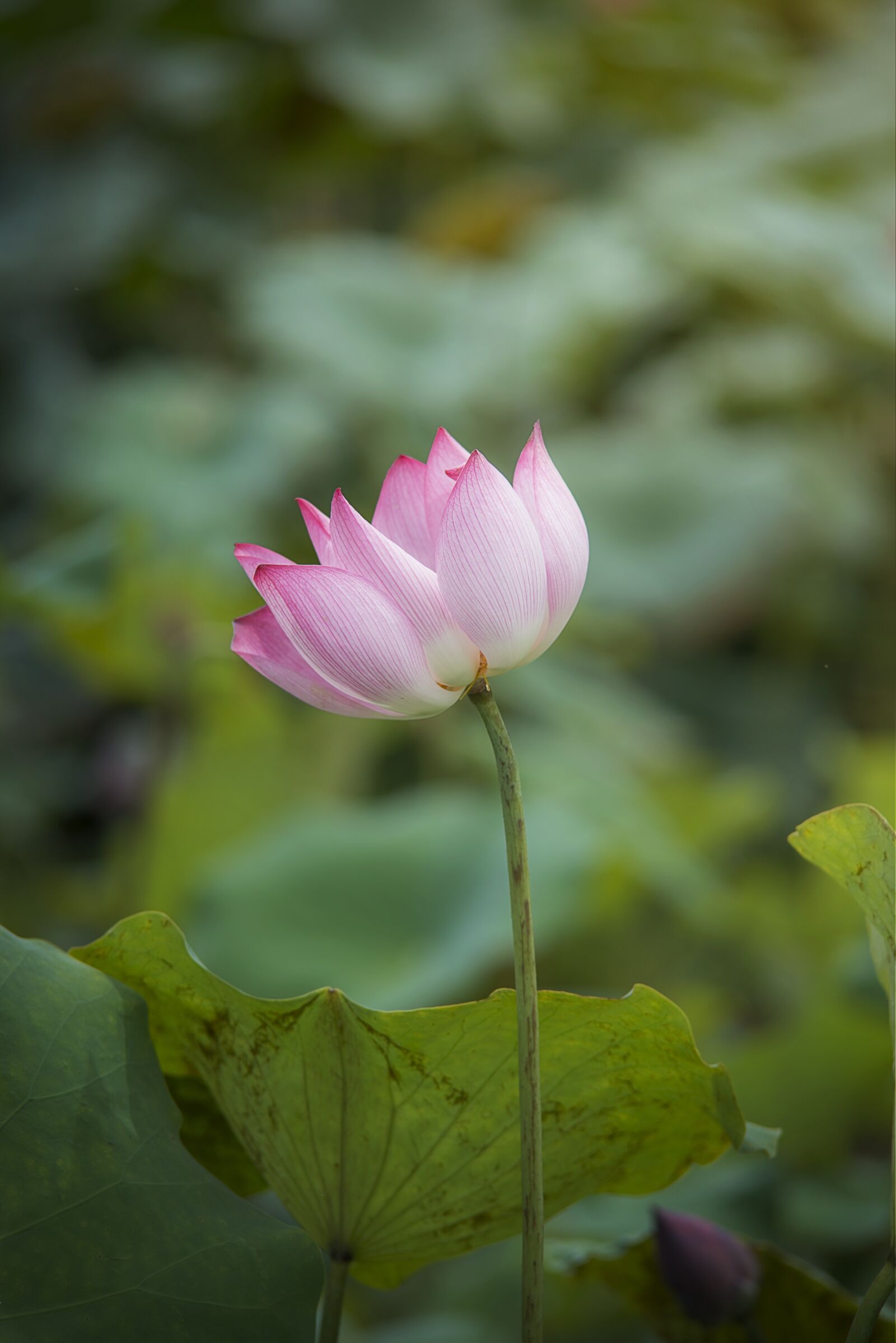 Nikon D800 sample photo. Lotus, flower, natural photography