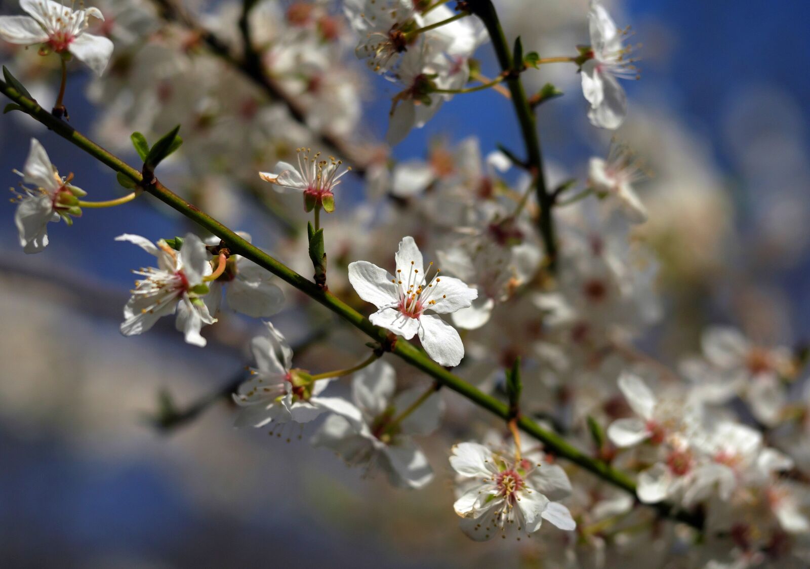 Panasonic Lumix DMC-GF7 sample photo. Blossom, spring, tree photography