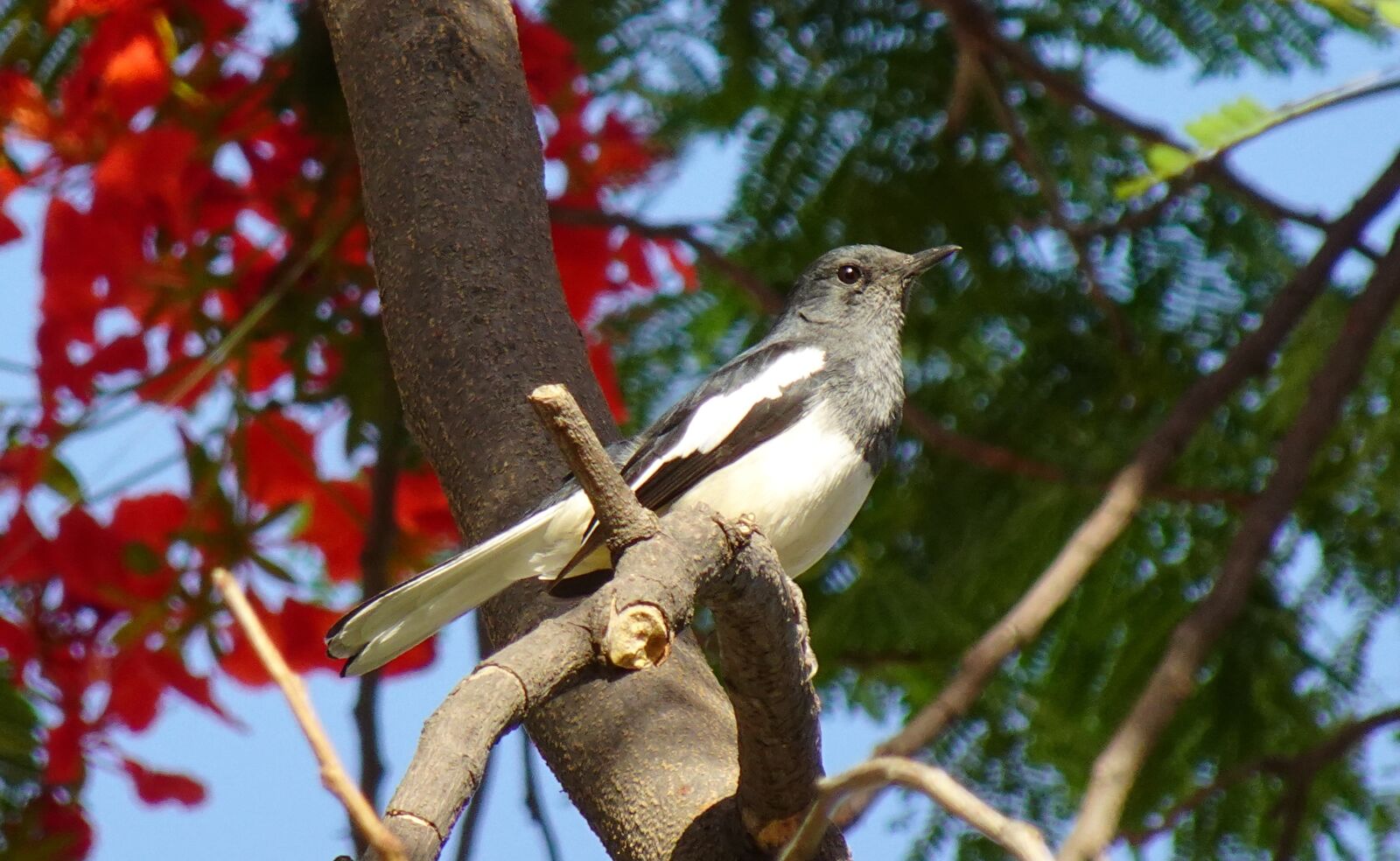 Sony DSC-WX800 sample photo. Bird, magpie, robin photography