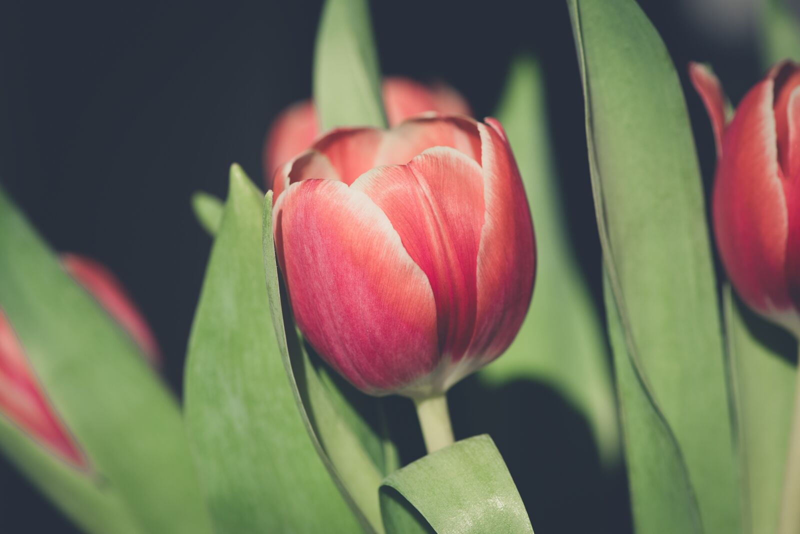 Nikon D750 sample photo. Tulip, flower, blossom photography