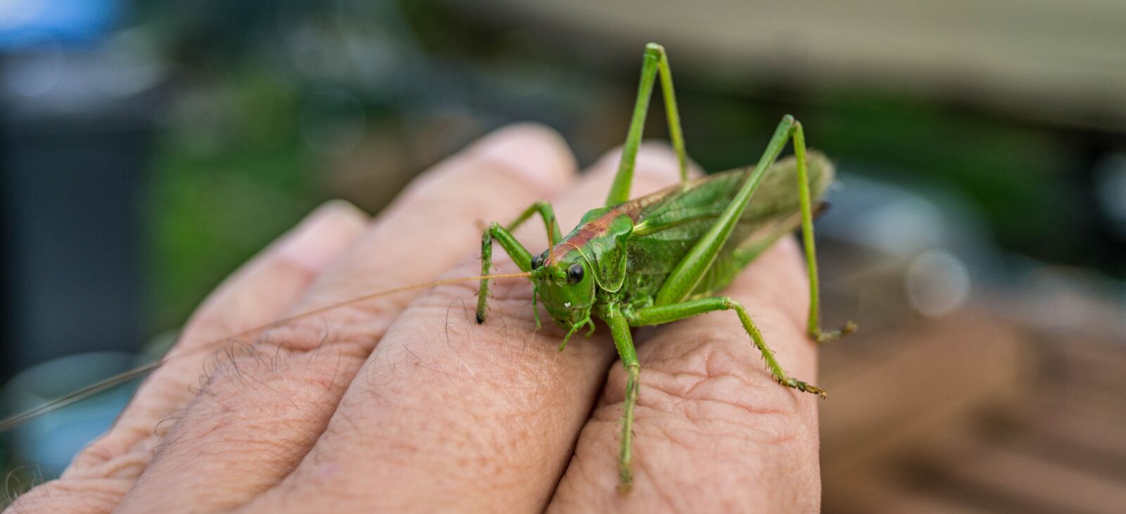 Sony SLT-A37 sample photo. Viridissima, grasshopper, close up photography
