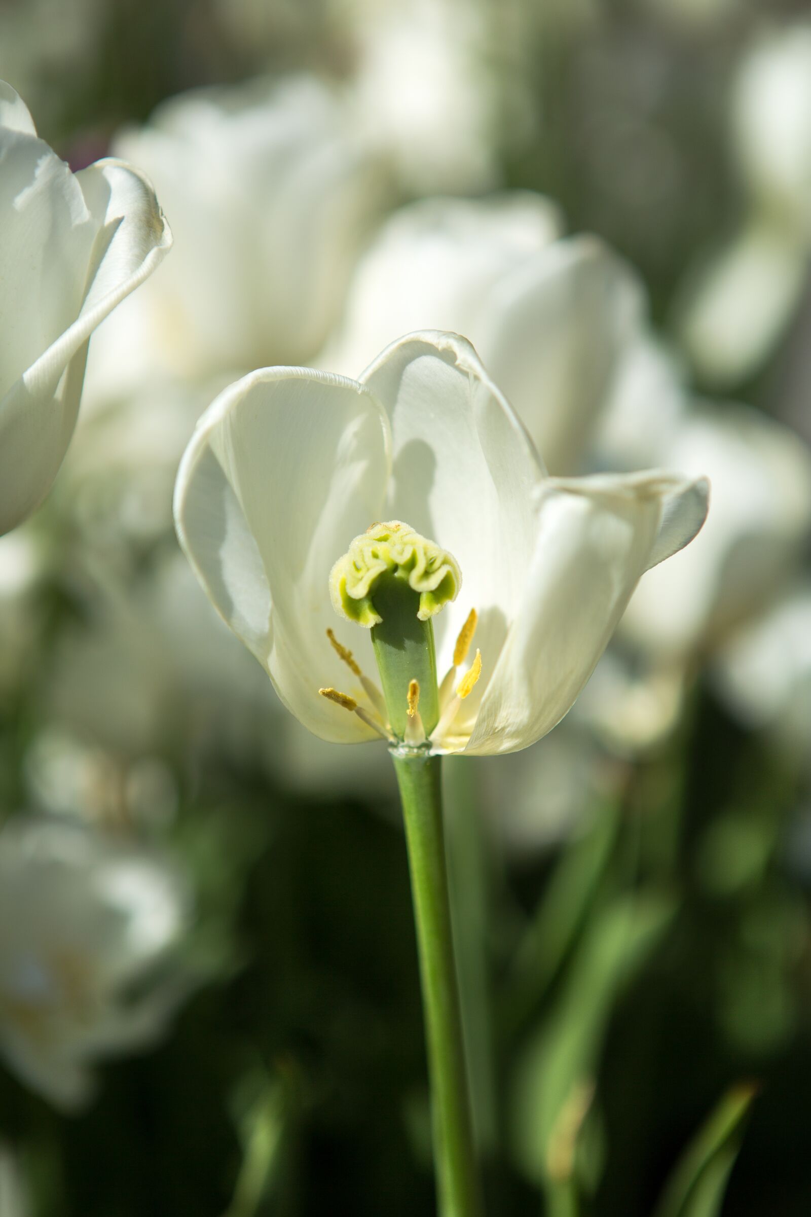 Canon EF 24-70mm F2.8L USM sample photo. Tulip, white, park photography
