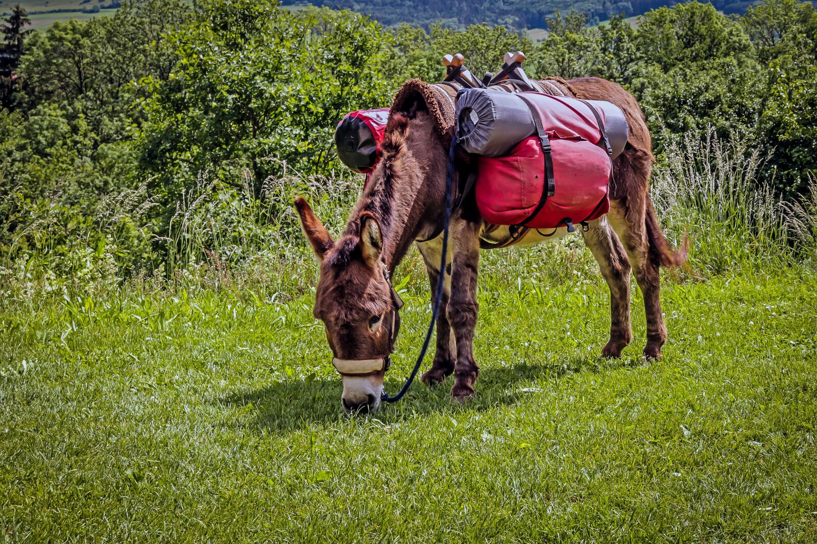 Canon EF 24-105mm F4L IS USM sample photo. Donkey, trekking, donkey trekking photography