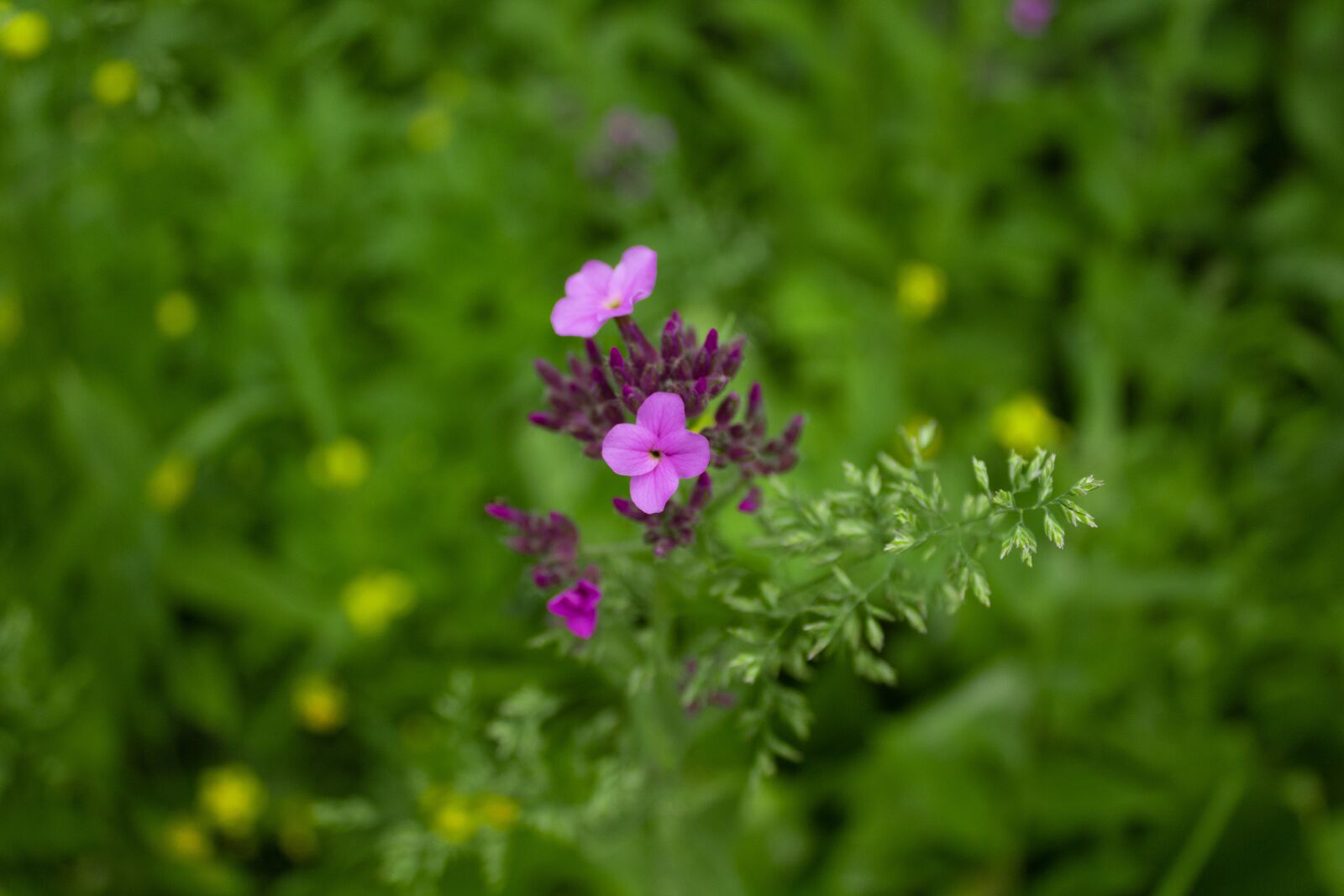 Canon EOS 1300D (EOS Rebel T6 / EOS Kiss X80) sample photo. Beautiful, closeup, flora photography