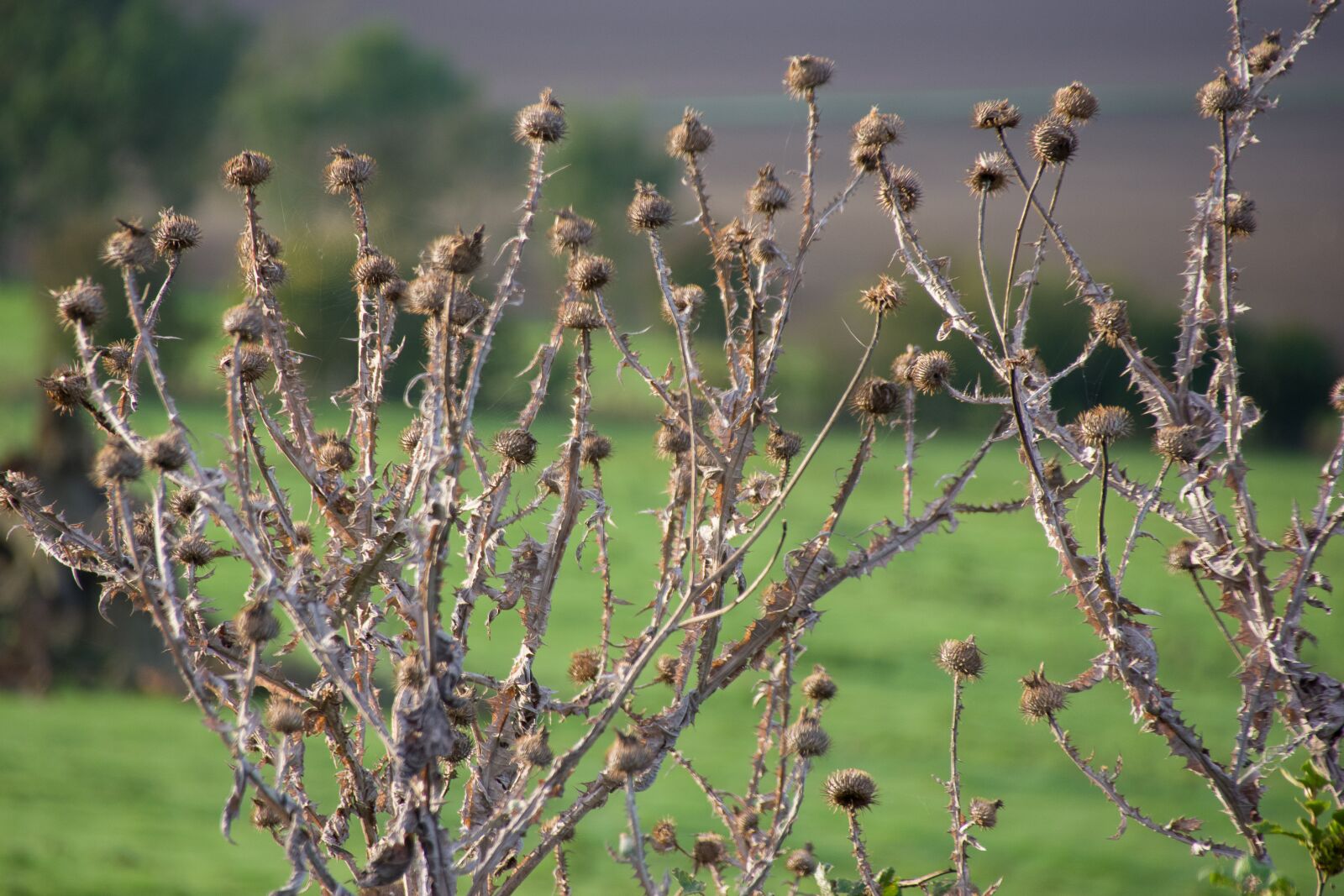Pentax K-70 sample photo. Nature, burdock, dry photography