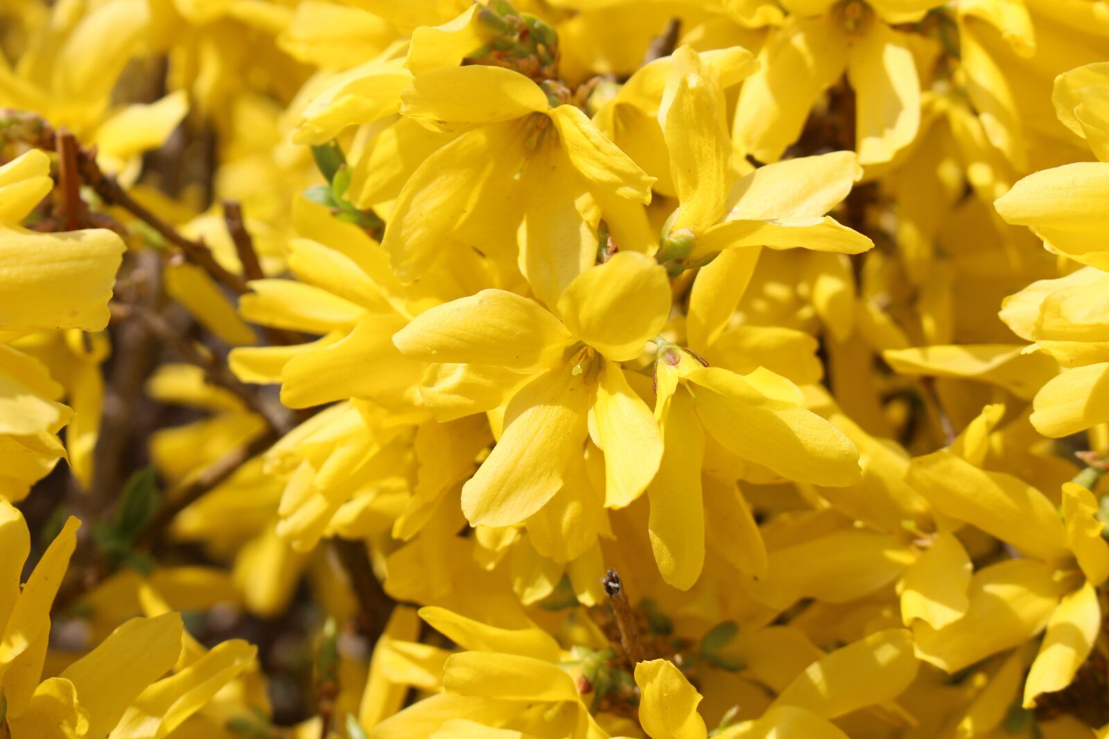 Canon EOS 100D (EOS Rebel SL1 / EOS Kiss X7) sample photo. Forsythia, spring, flowers photography
