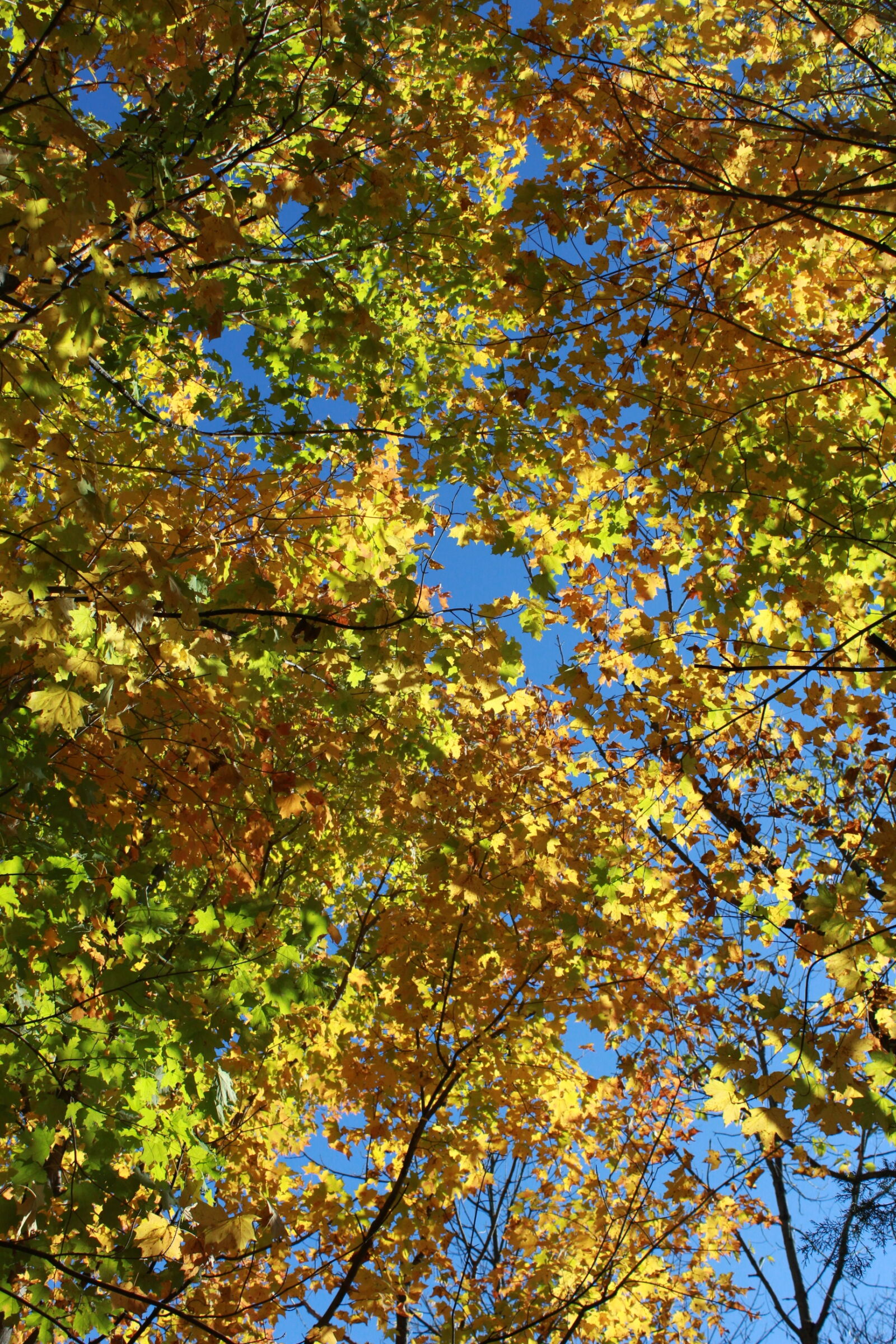 Canon EOS 1200D (EOS Rebel T5 / EOS Kiss X70 / EOS Hi) sample photo. Autumn, fall, leaves, trees photography
